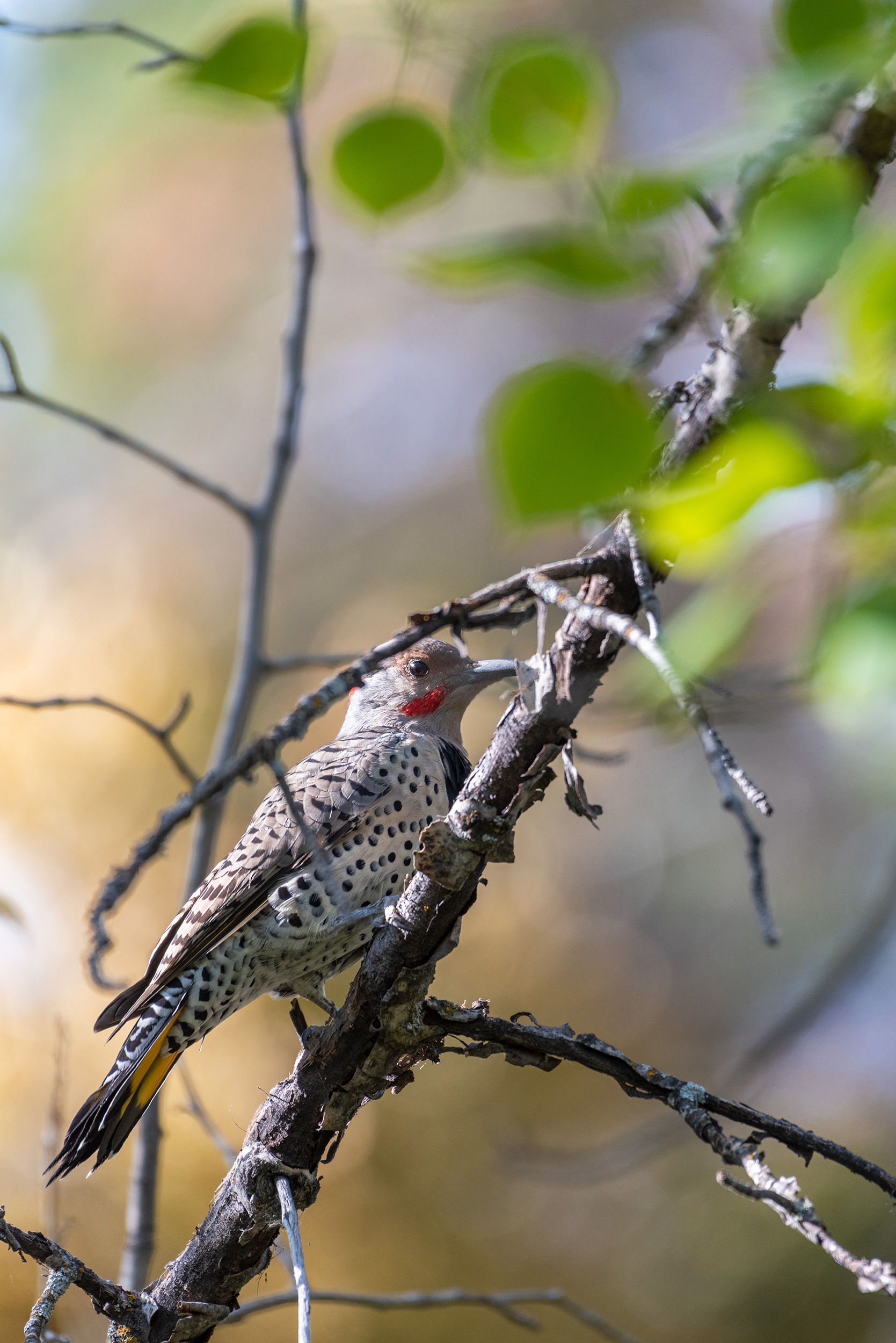 Northern Flicker, Fish Creek Provincial Park