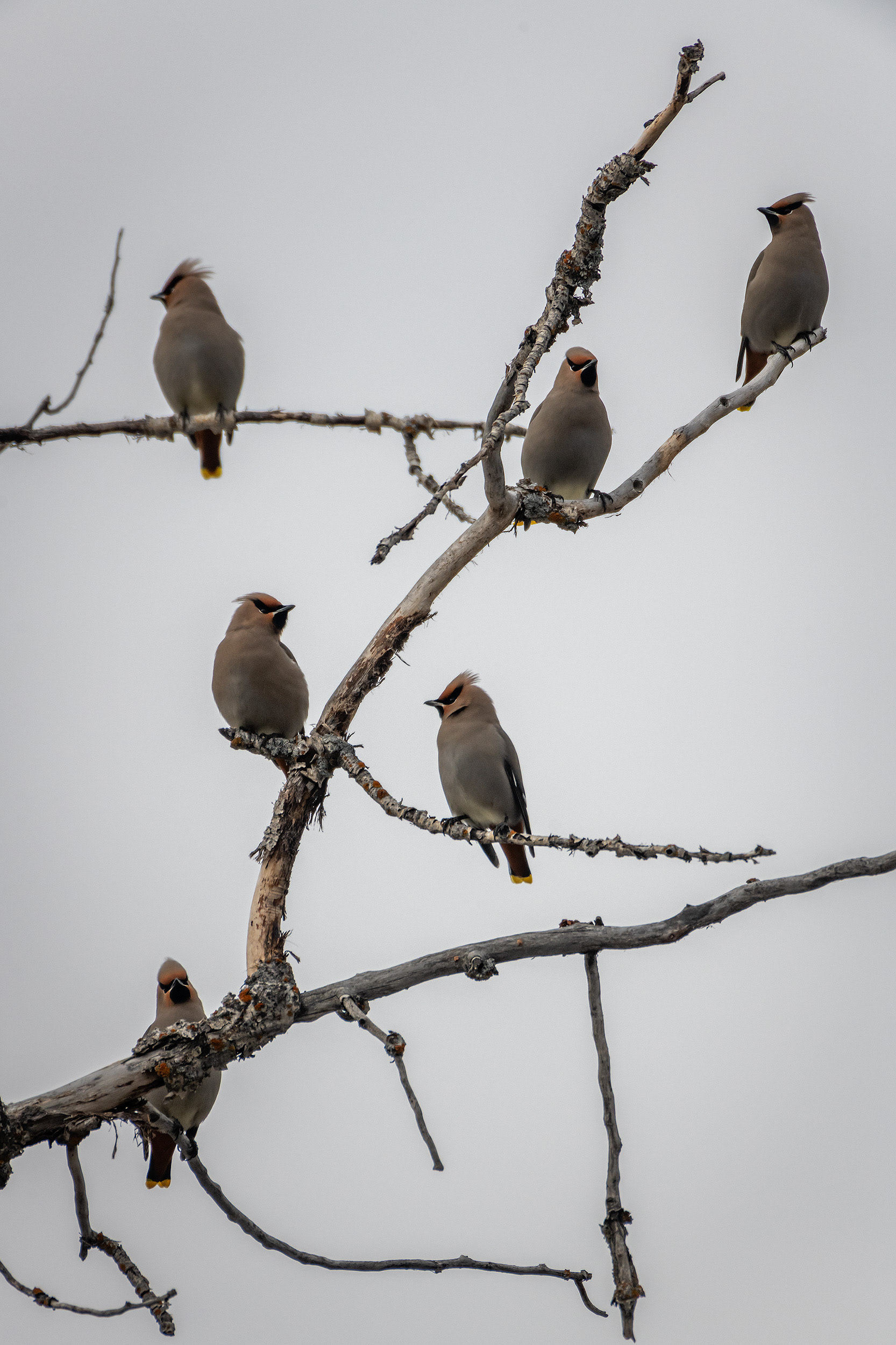 Bohemian Waxwings, near the Marshall Springs area of Fish Creek Provincial Park, Calgary, AB