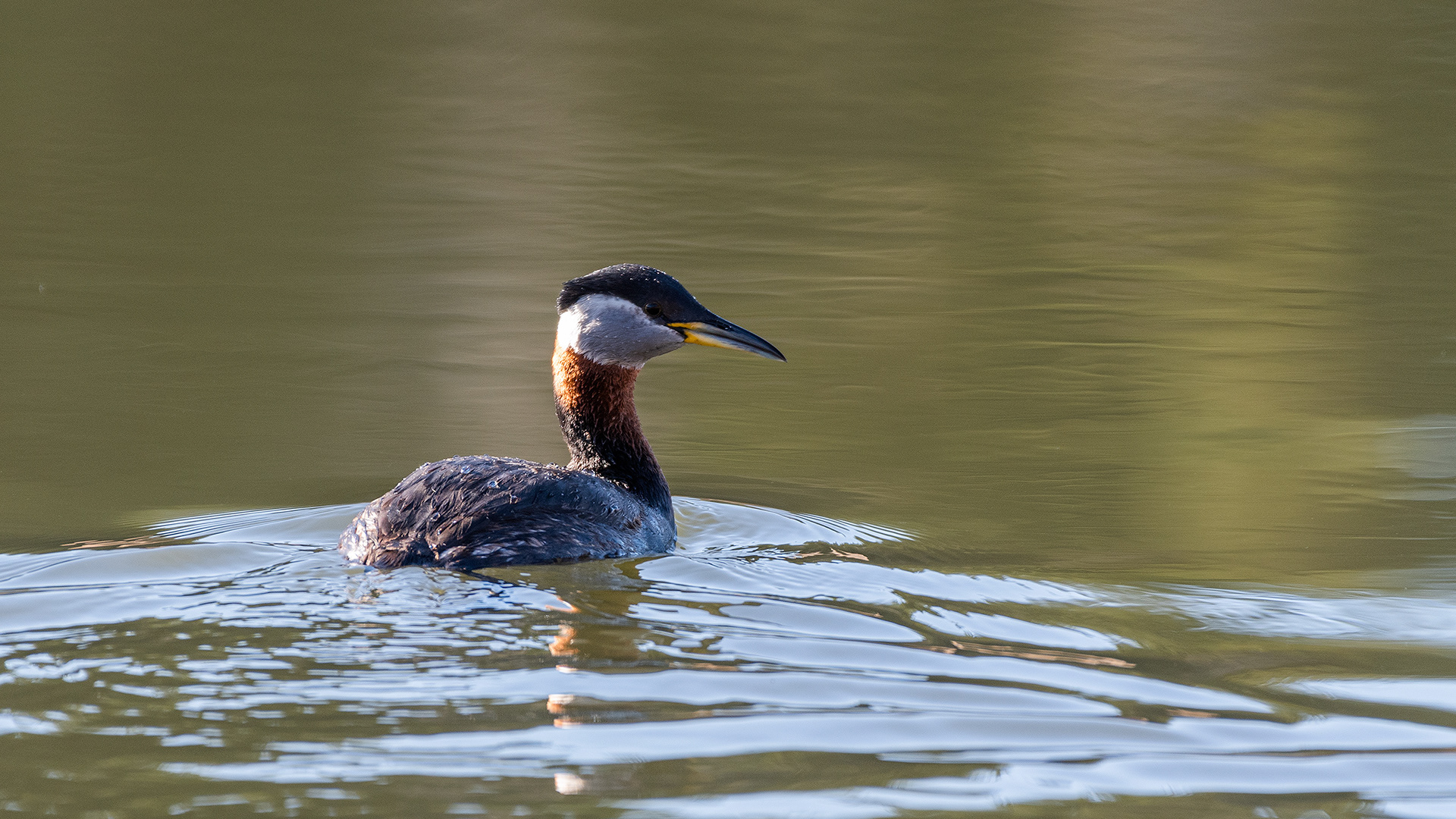 Red-necked Grebe at Marshal Springs, Fish Creek Provincial Park, Calgary, Alberta