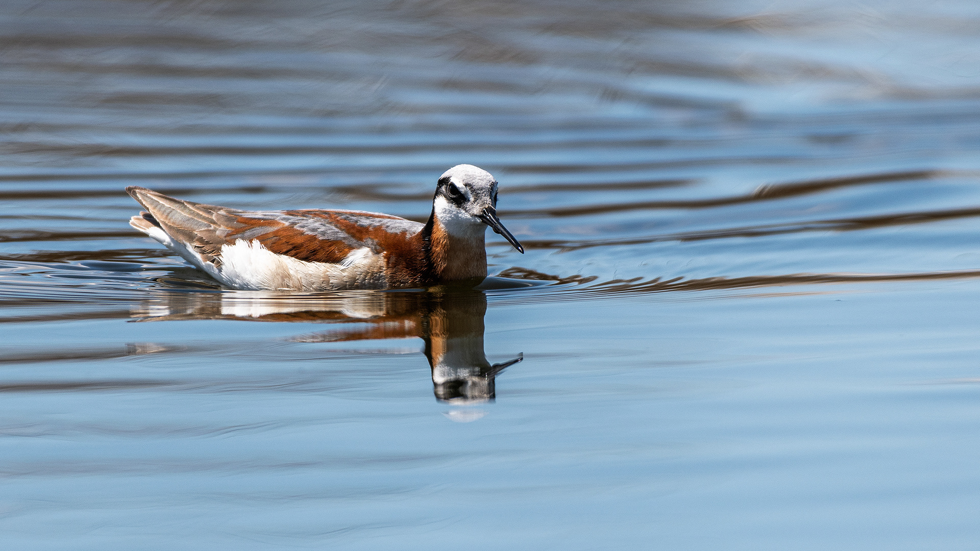 Wilson's Phalarope (female), Frank Lake, Alberta