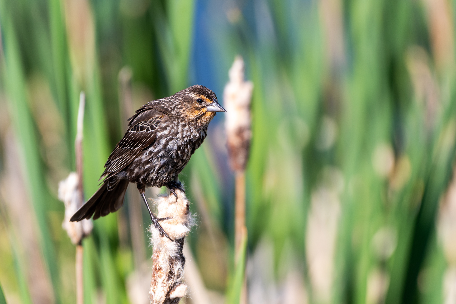 female Red-winged blackbird, Bridlewood Wetlands Park, Calgary, Alberta