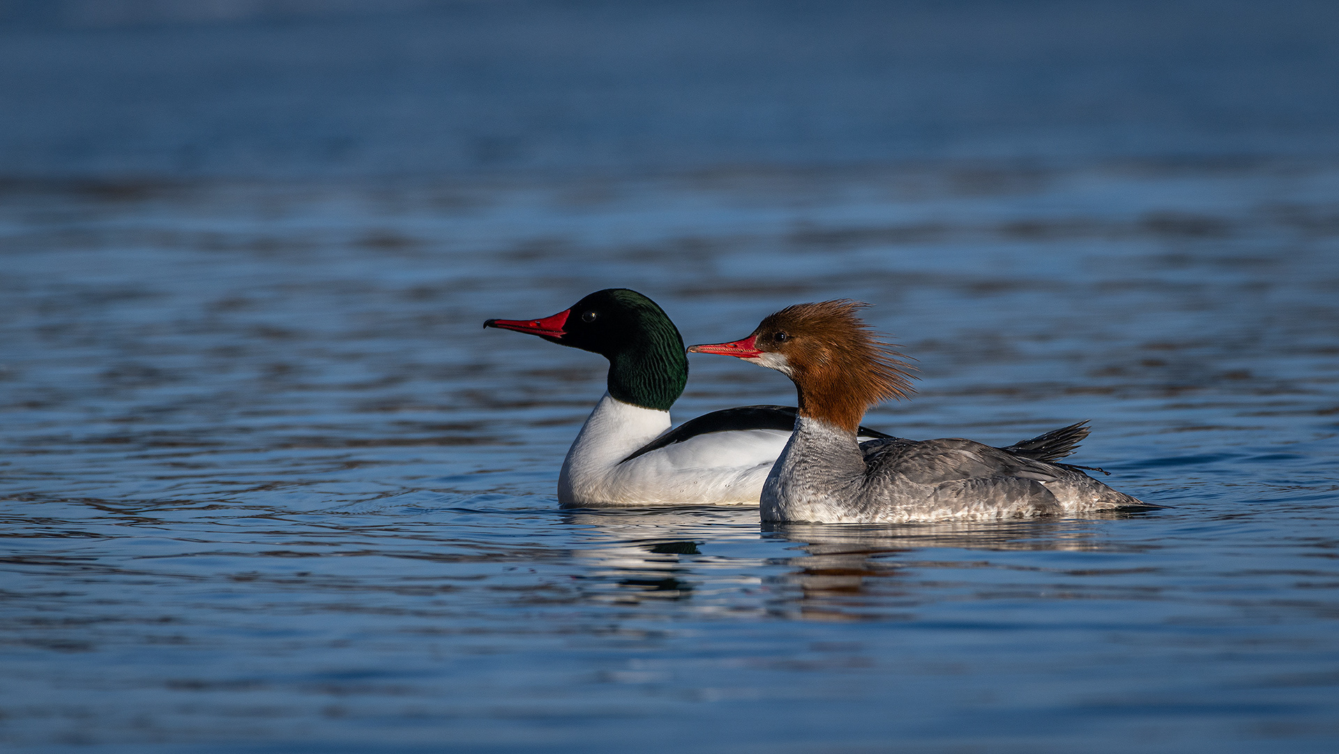 Common Merganser pair, near the Harvie Passage of the Bow River, Pearce Estate Park, Calgary, AB