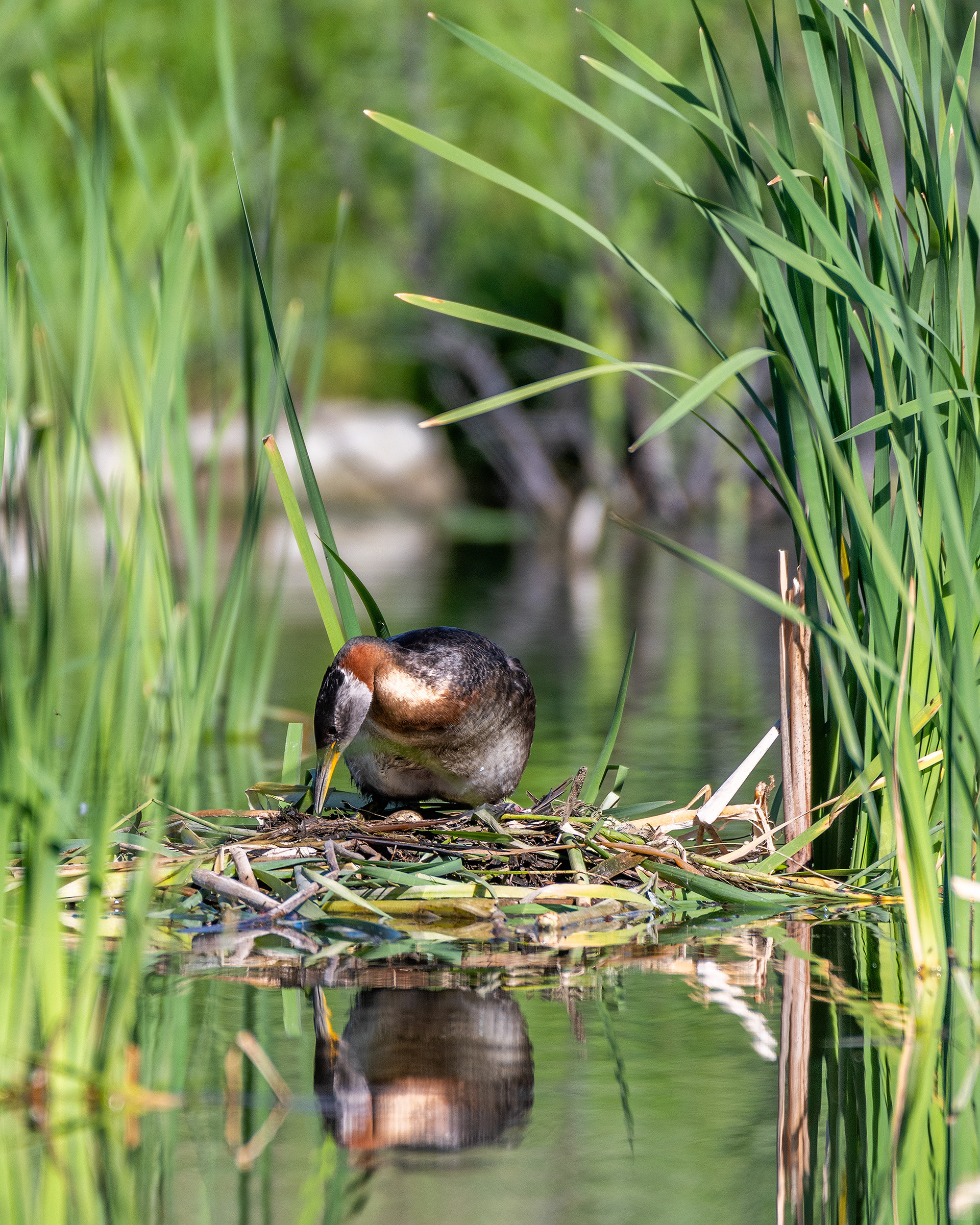 Red-necked Grebe (female) on her nest (top of a chick's head visible), Marshall Springs - Fish Creek Prov. Park, Calgary, AB