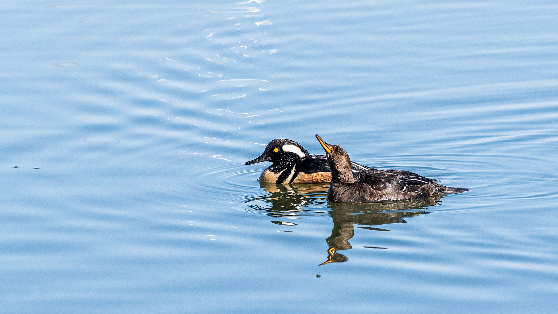 Hooded Merganser pair at Bridlewood Wetlands Park, Calgary, Alberta