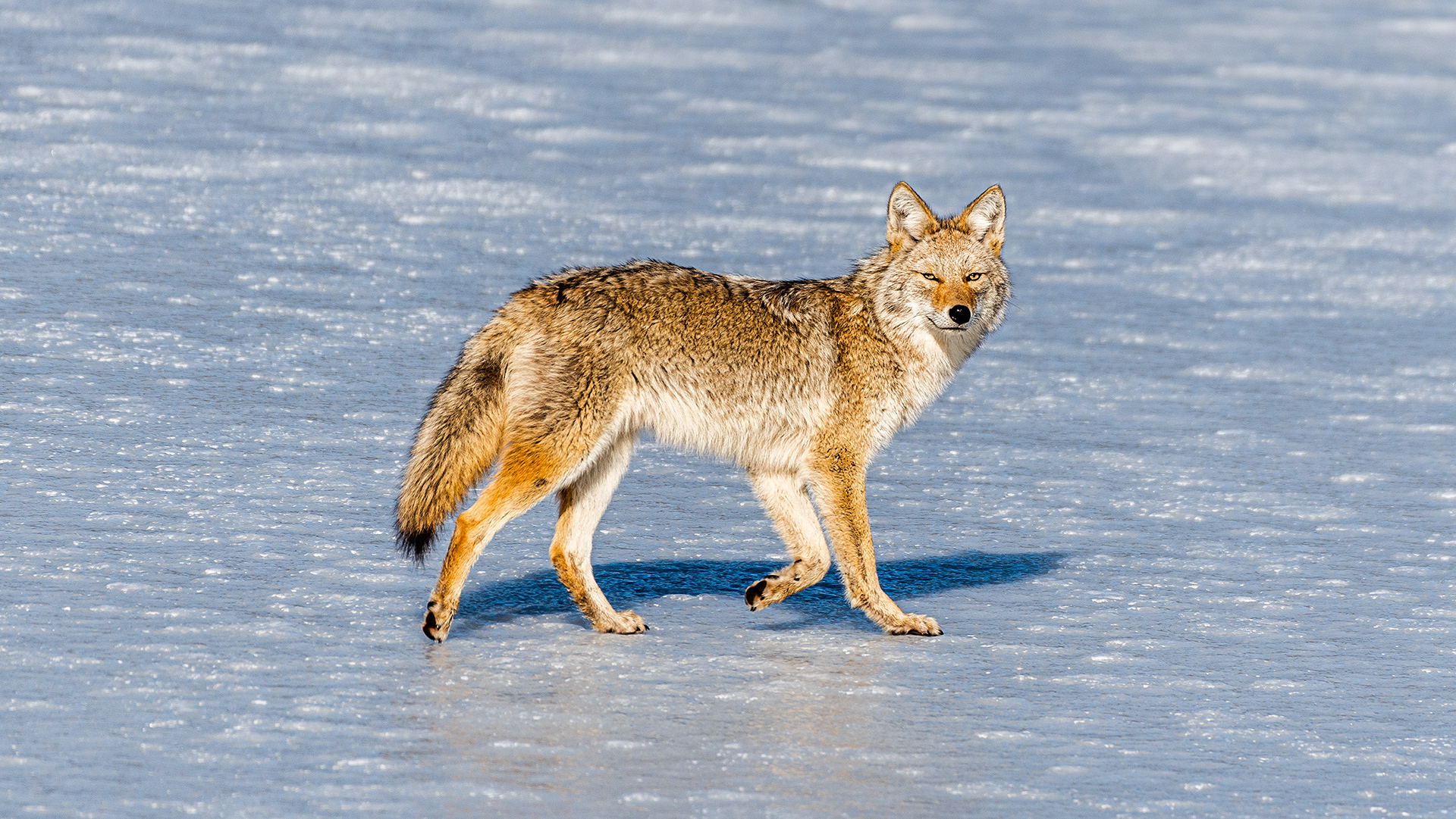 Coyote at Marshall Springs, Fish Creek Prov. Park, Calgary, AB