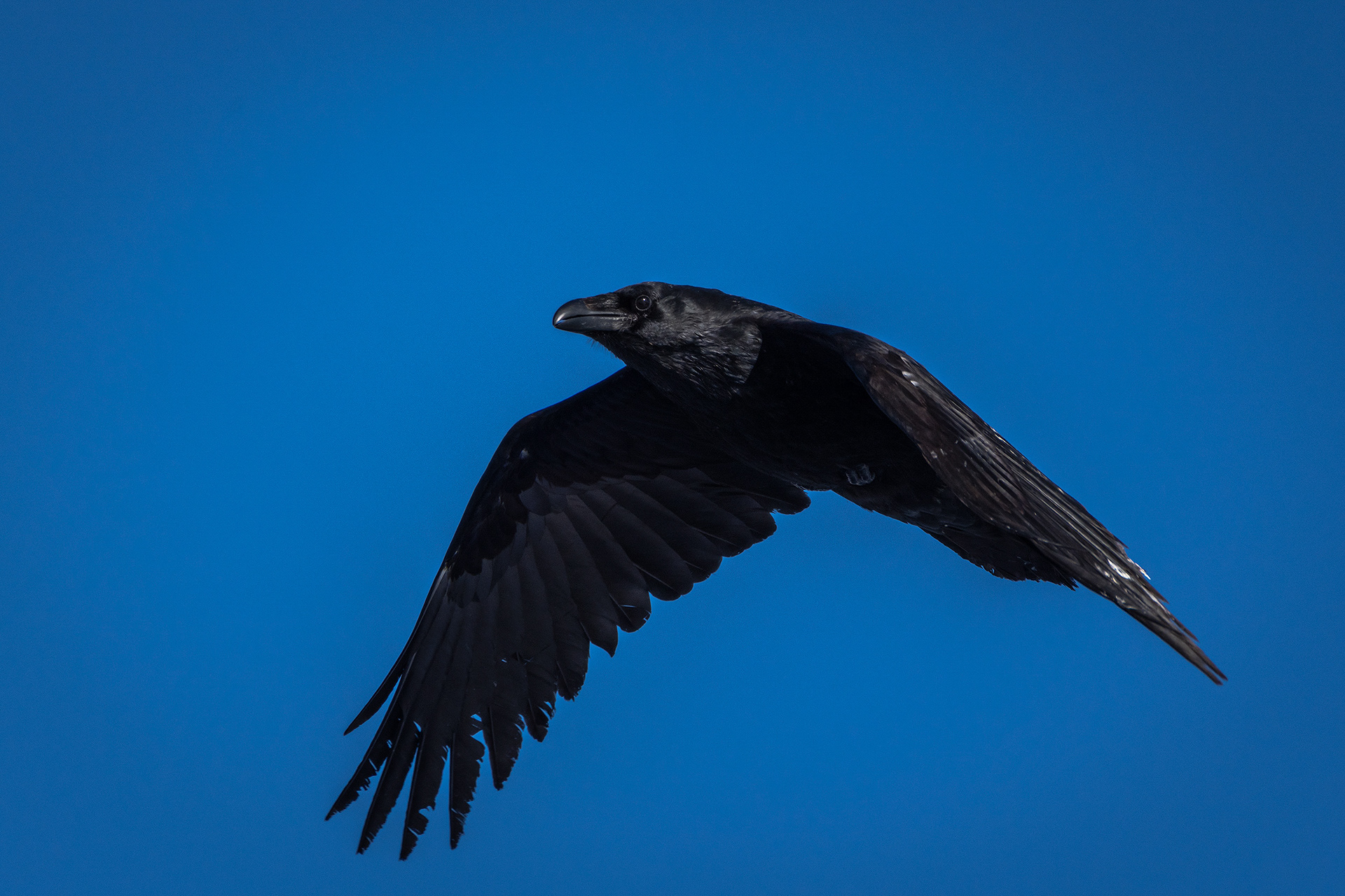 Common Raven in flight - Southview Off Leash Dog Park, Calgary, AB
