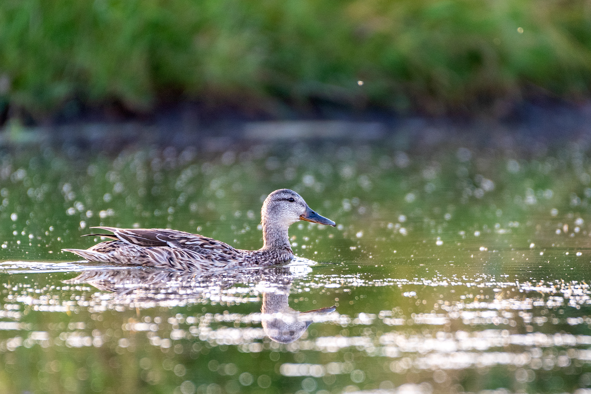 Mallard on the water