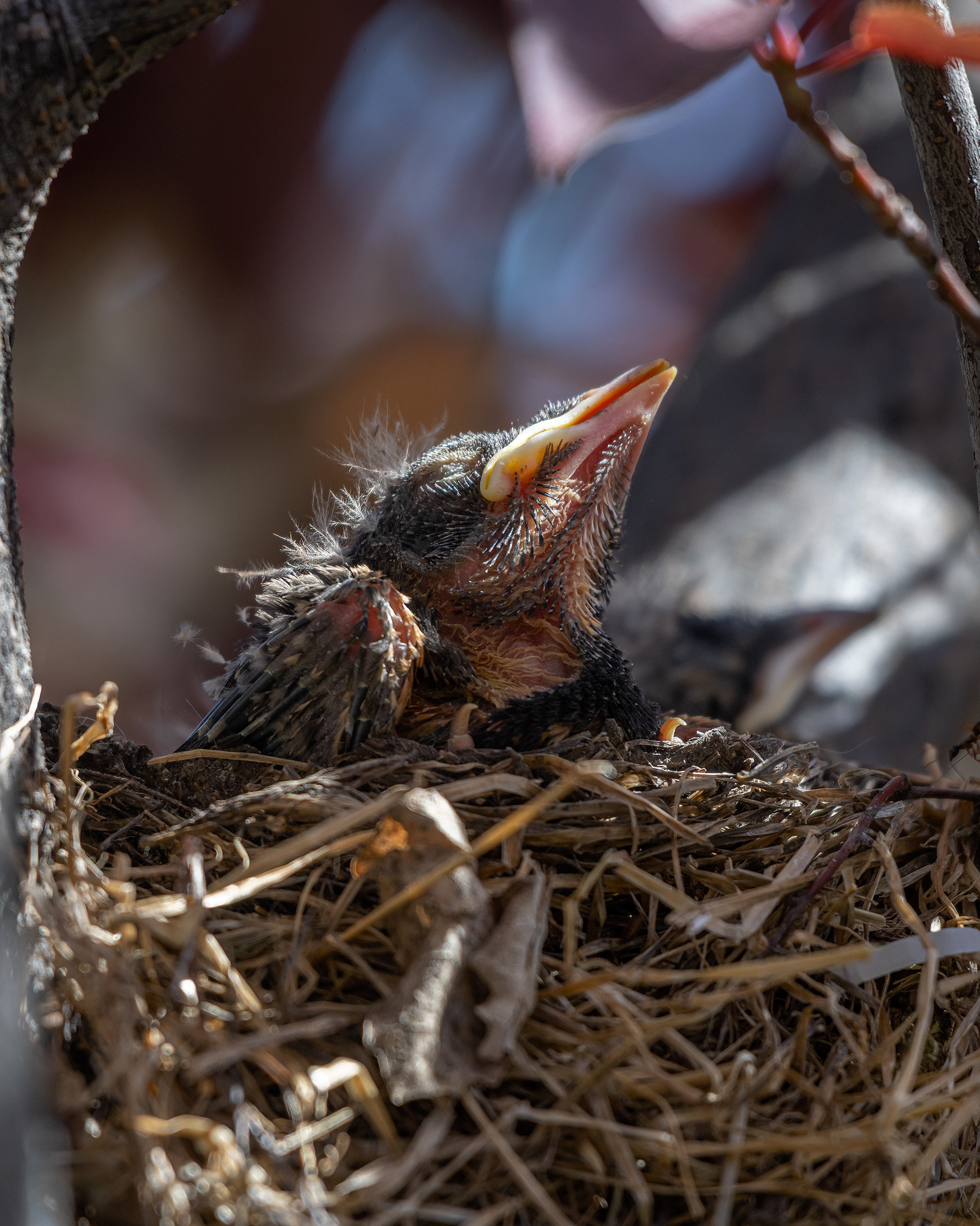 American Robin hatchling half asleep, Bridlewood, Calgary, AB