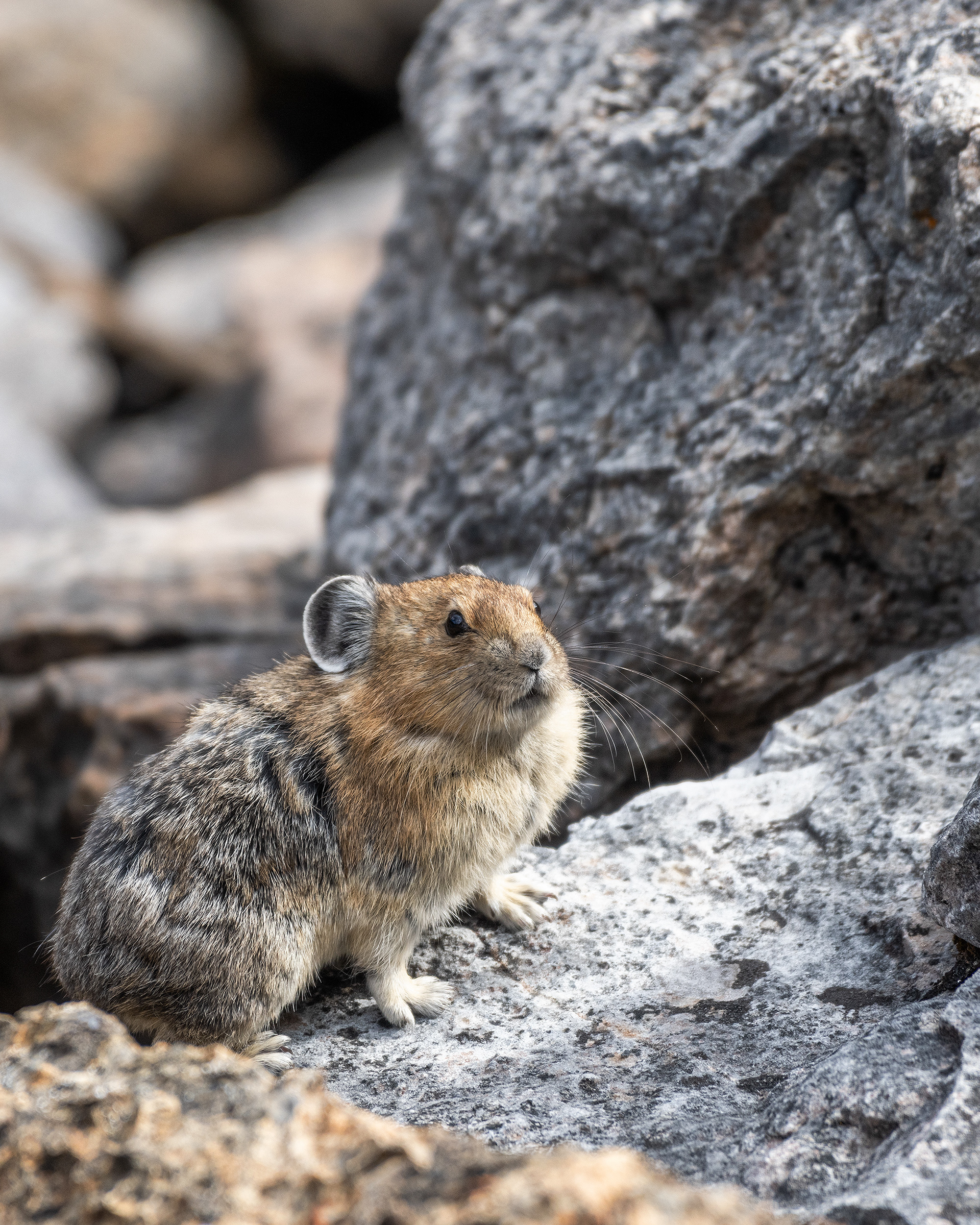 Pika, Stanley Glacier Trail, Kootenay National Park, British Columbia