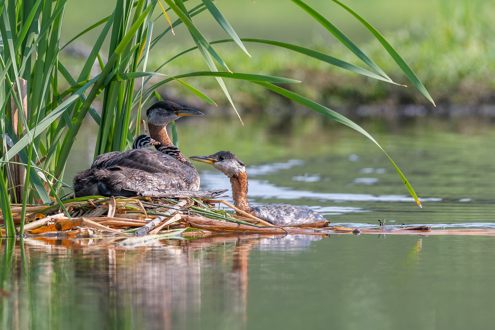 Red-necked Grebe pair at their nest with the two chicks (male on the nest, female feeding the chicks), Marshall Springs - Fish Creek Prov. Park, Calgary, AB