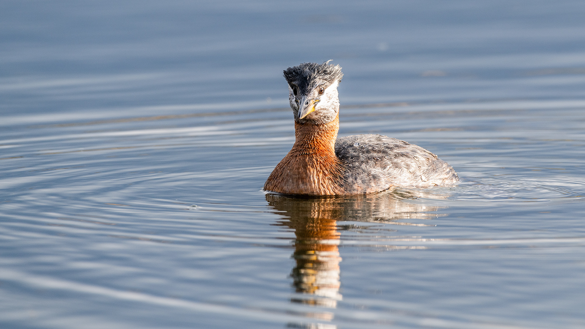Red-necked Grebe (male) at Bridlewood Wetlands Park, Calgary, Alberta