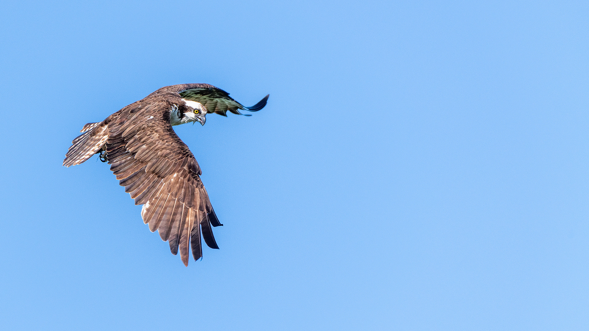 Osprey in flight, Marshall Springs - Fish Creek Prov. Park, Calgary, AB
