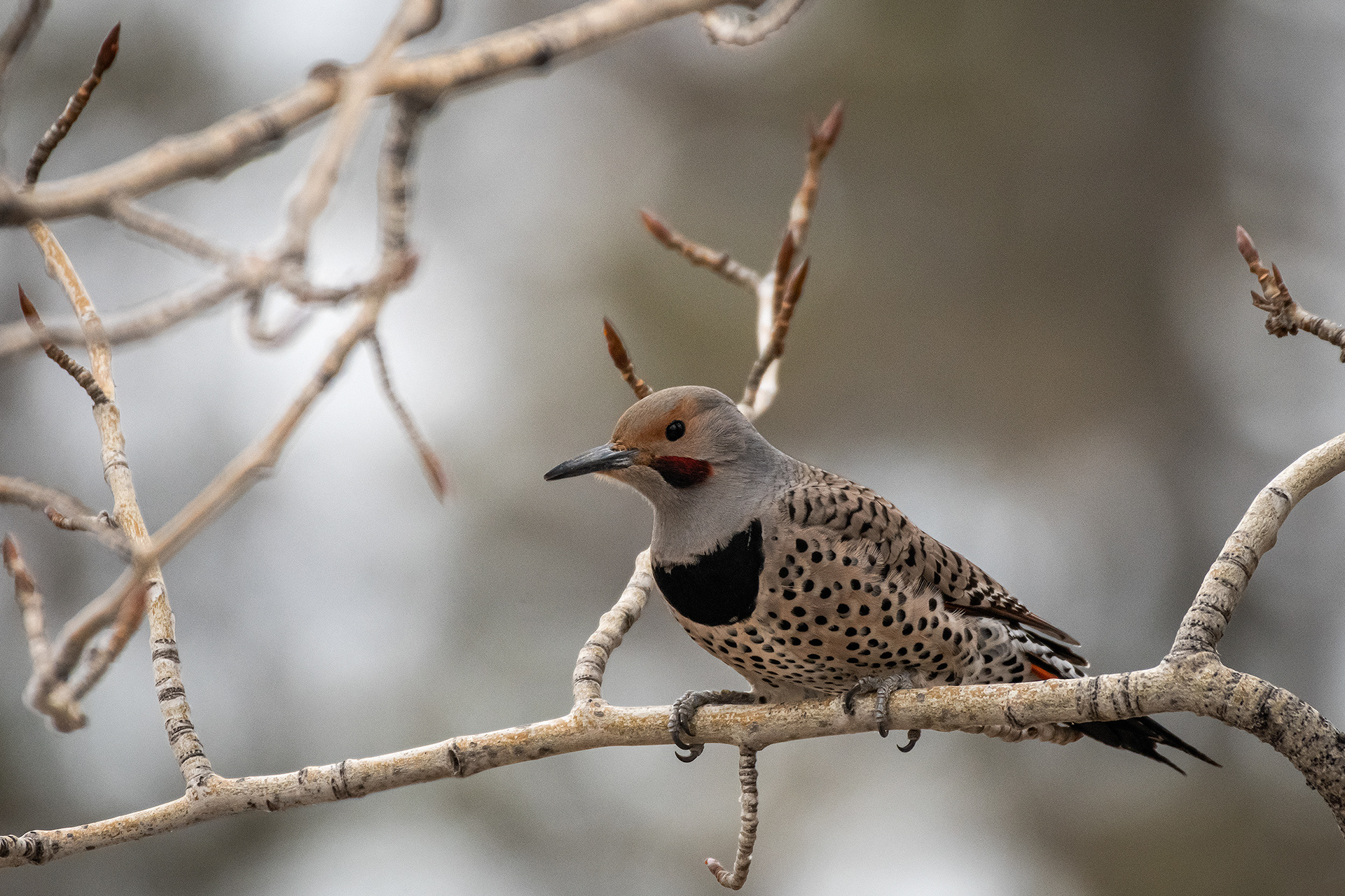 Northern Flicker (male), Inglewood Bird Sanctuary, AB