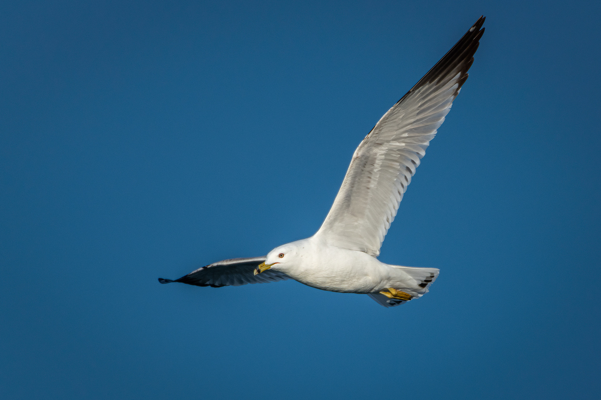 Ring-billed Gull (in flight), Glenmore Reservoir, North Glenmore Park, Calgary, AB
