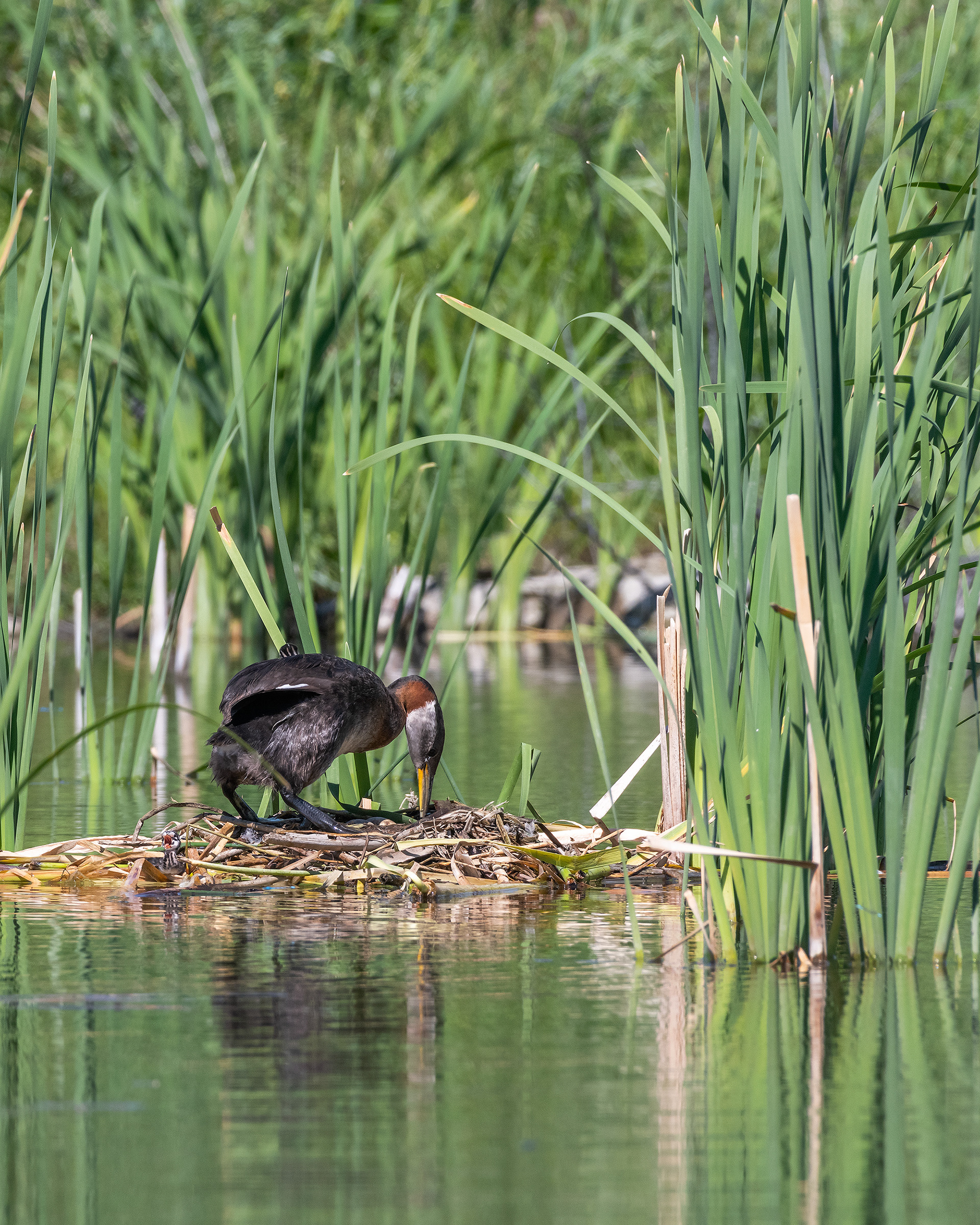Red-necked Grebe (female) on, and looking at, her nest (one chick on her back, two eggs visible), Marshall Springs - Fish Creek Prov. Park, Calgary, AB