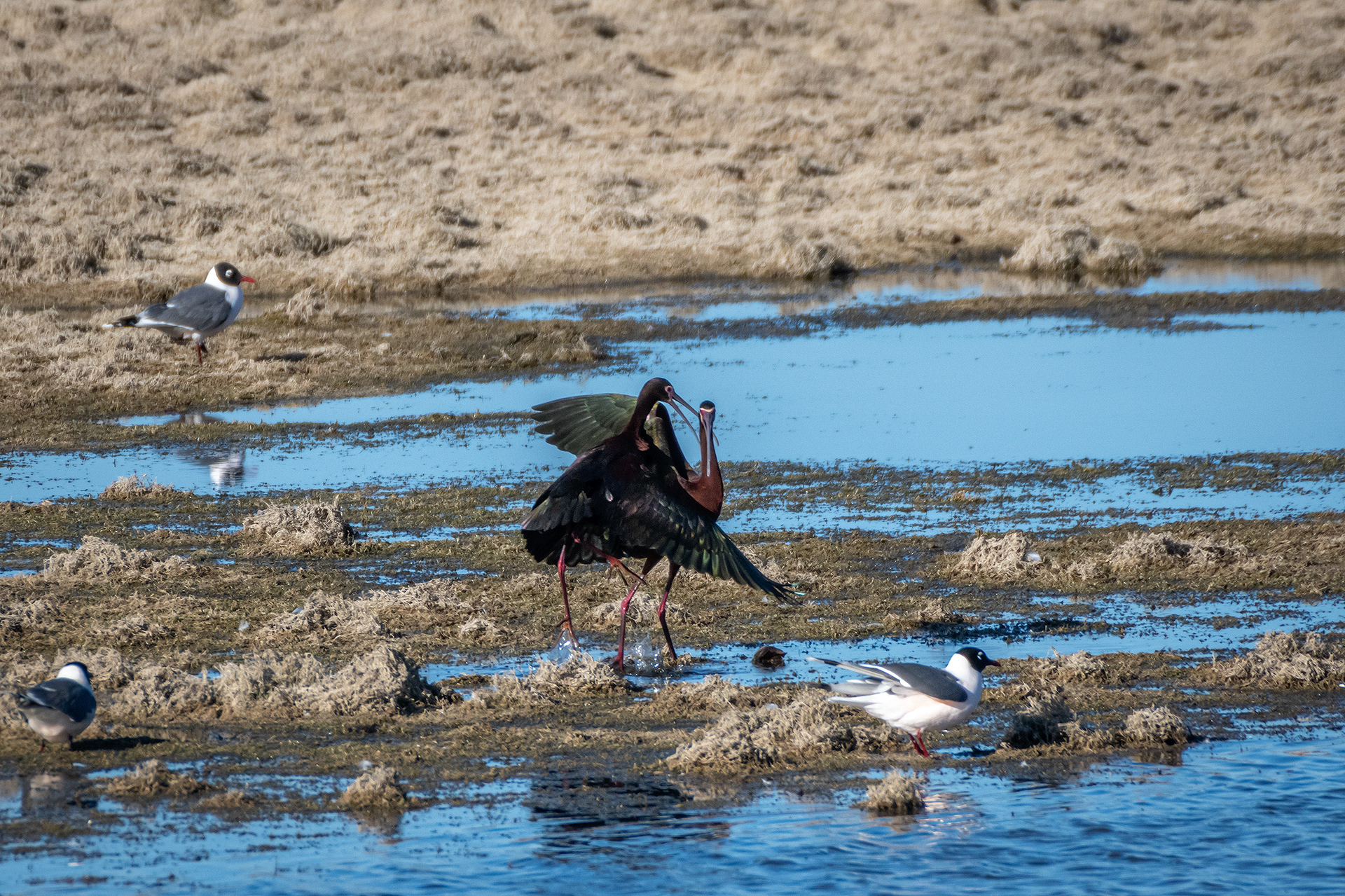 White-faced Ibises, Glenmore Reservoir, North Glenmore Park, Calgary, AB