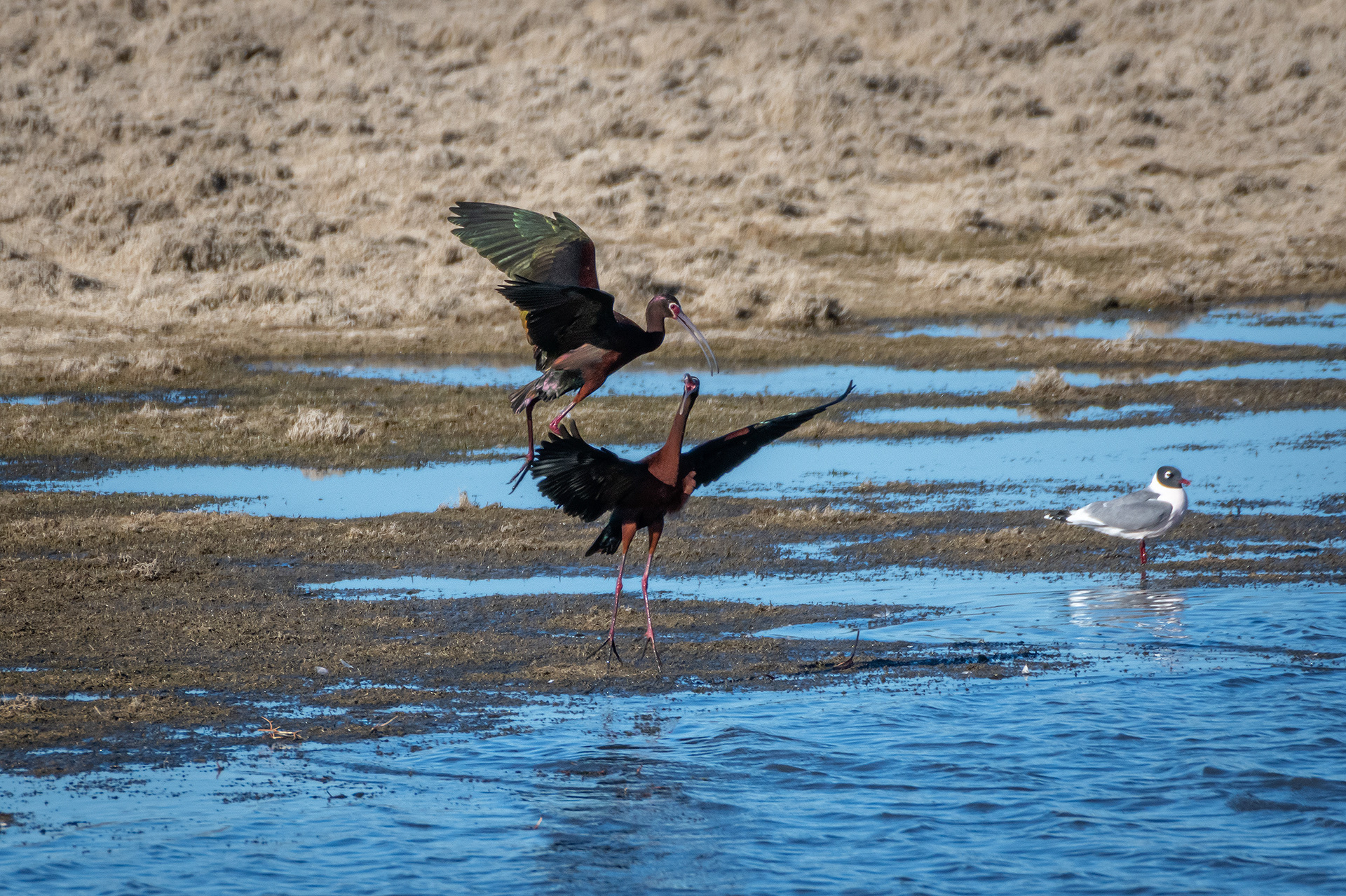 White-faced Ibises, Glenmore Reservoir, North Glenmore Park, Calgary, AB