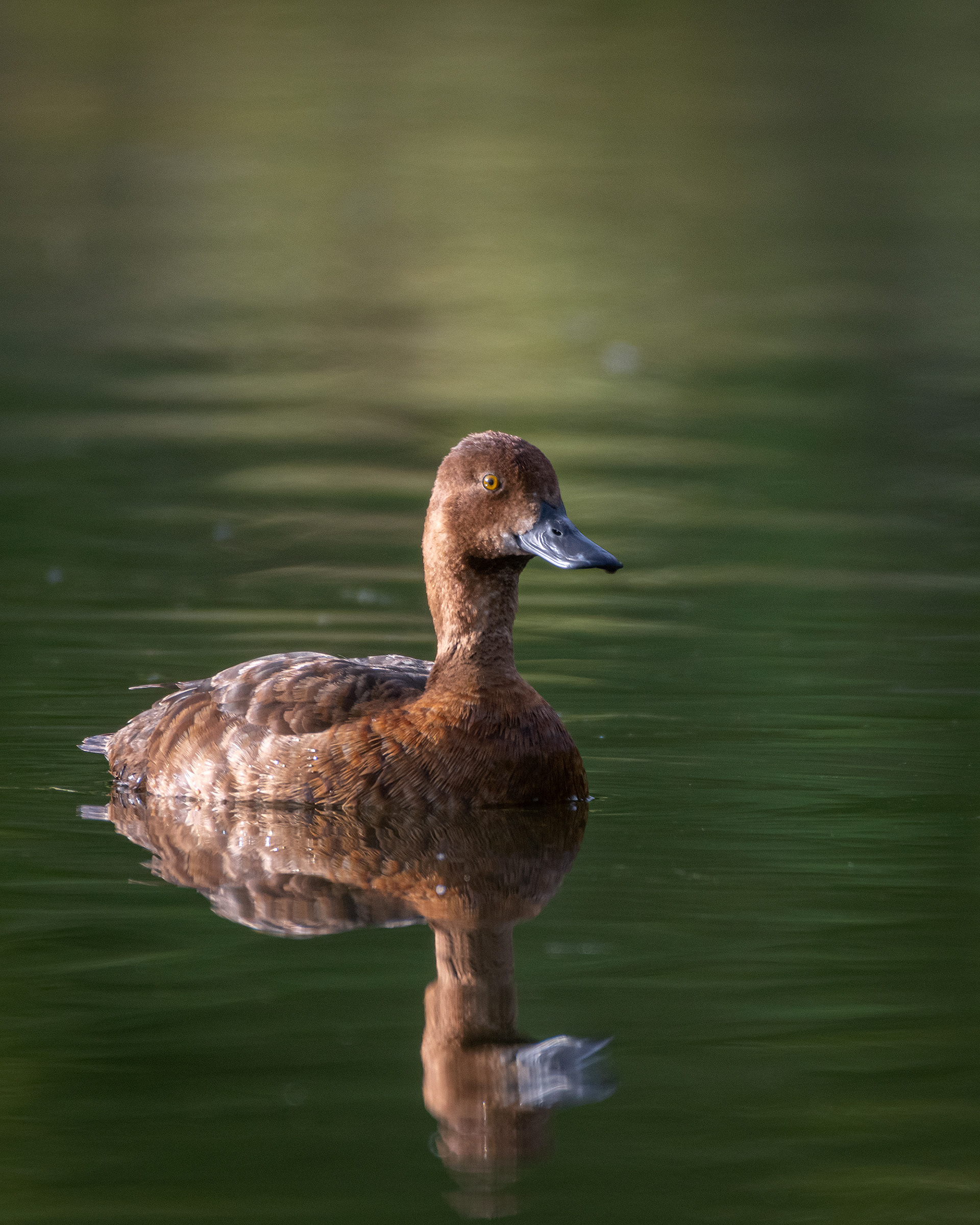 Scaup (female), Marshall Springs ponds, Fish Creek Provincial Park, Calgary, AB