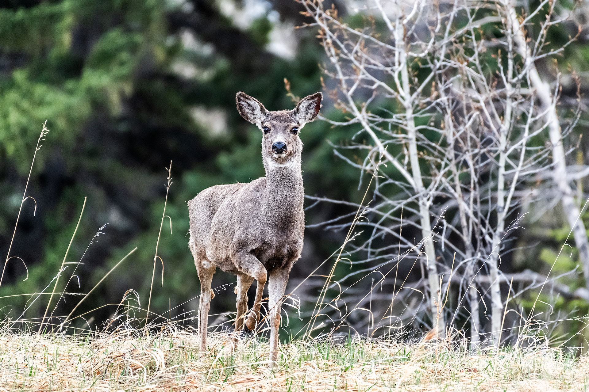 Mule Deer at the Inglewood Bird Sanctuary & Nature Centre, Calgary, Alberta