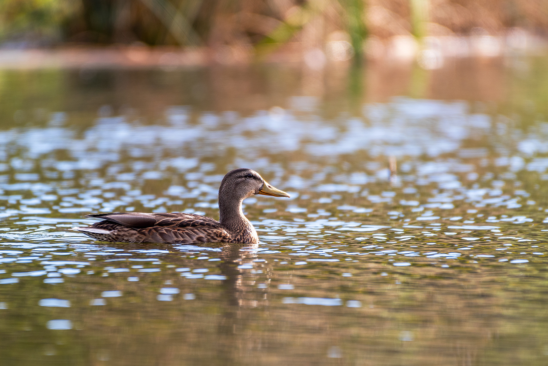 Mallard (female) at the Marshall Springs ponds in Fish Creek Provincial Park