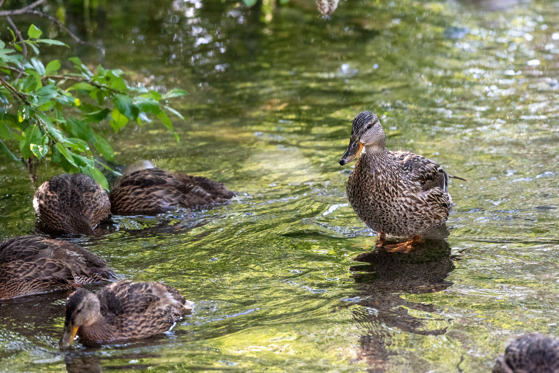Mallard, ducklings, Bridlewood Wetlands Park, Calgary, Alberta