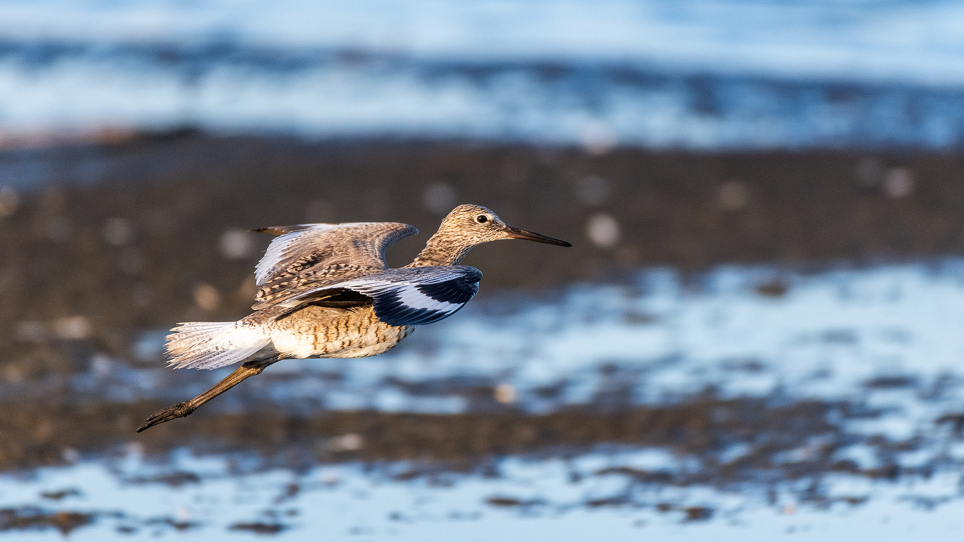 Sandpiper in flight, Frank Lake, Alberta
