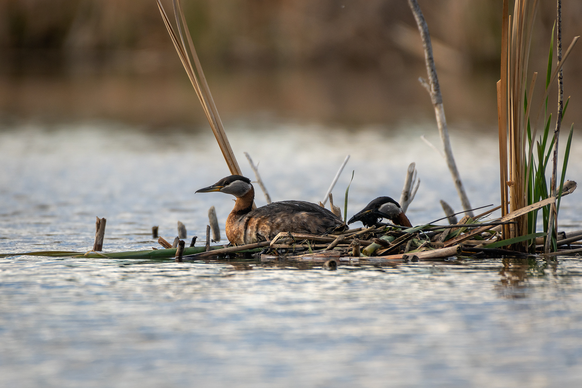 Red-necked Grebe pair, Marshall Springs ponds - Fish Creek Prov. Park, Calgary, AB
