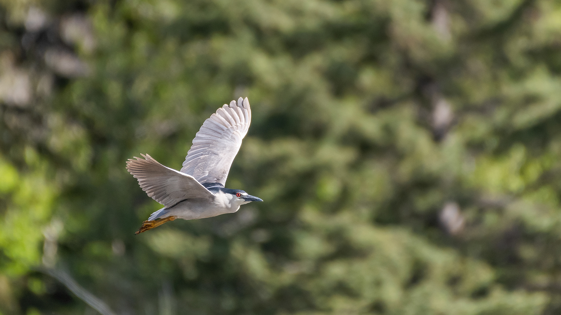 Black-crowned Night-Heron (in flight) at the Marshall Springs ponds in Fish Creek Provincial Park, Calgary, Alberta