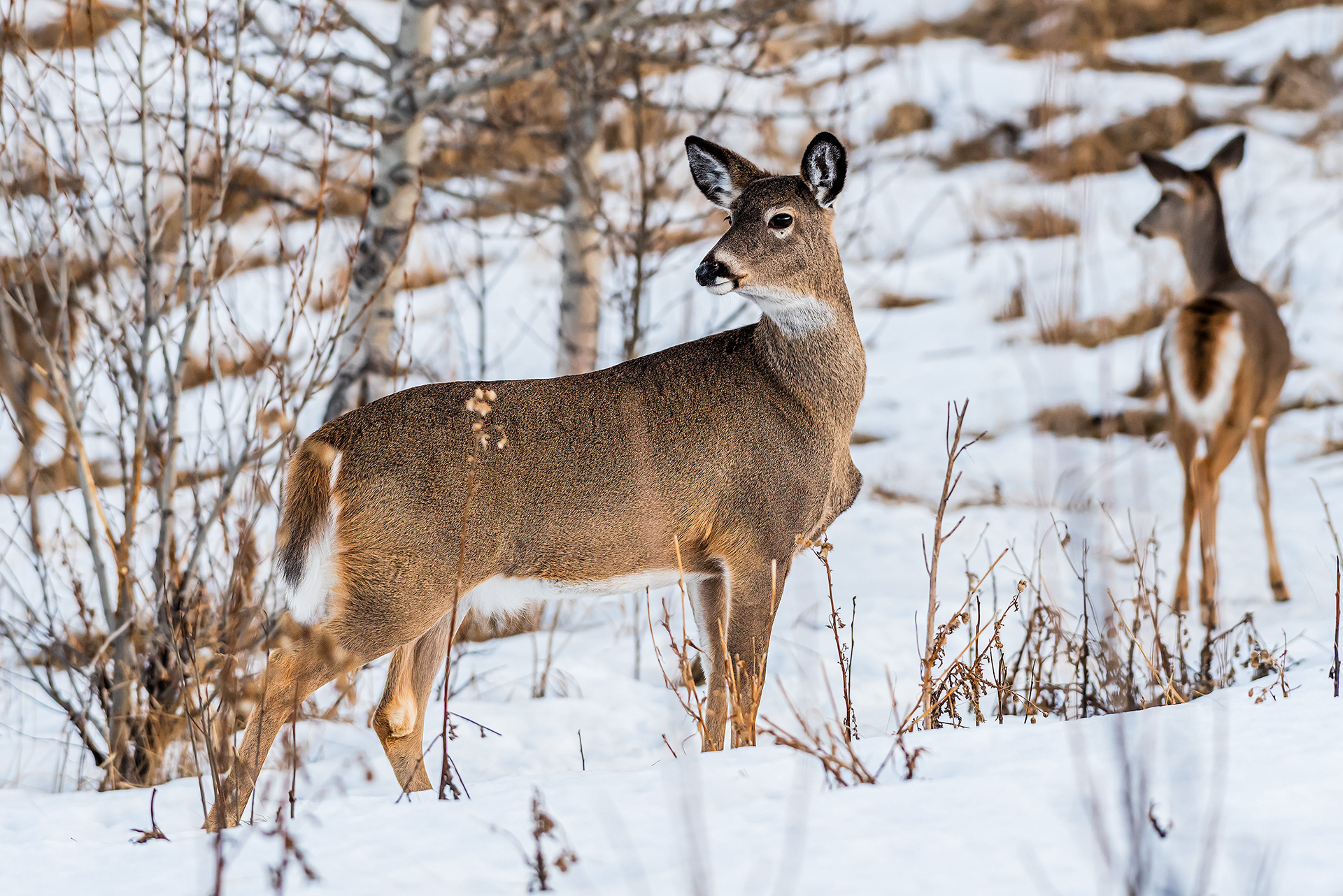 White-tailed Deer near Marshall Springs, Fish Creek Prov. Park, Calgary, AB