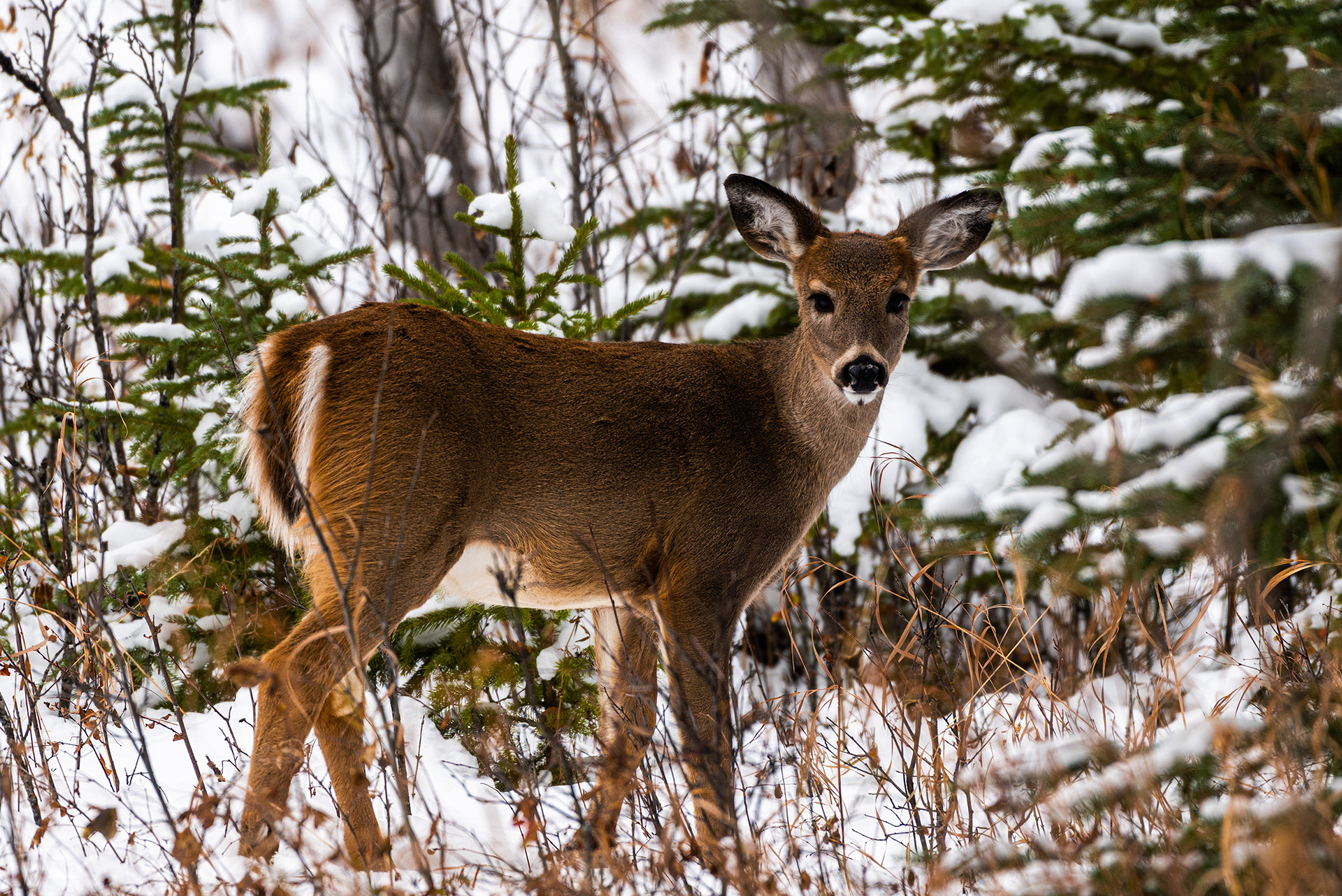 White-tailed Deer near the Marshall Springs ponds in Fish Creek Provincial Park