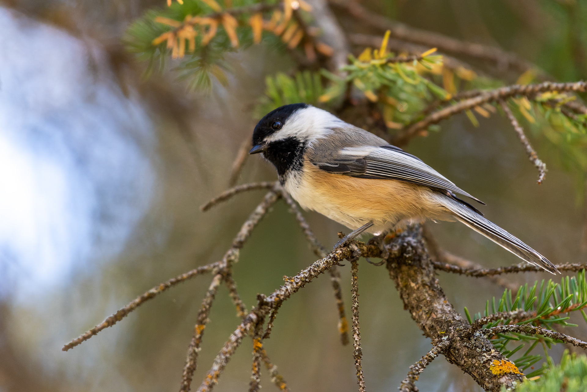 Black-capped Chickadee in Fish Creek Provincial Park