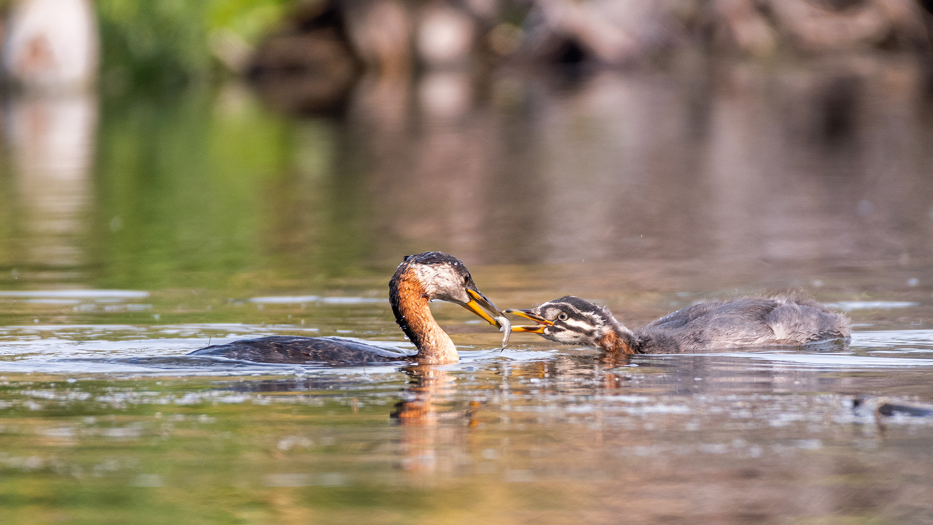 Red-necked Grebes (one female, one immature), Marshall Springs - Fish Creek Prov. Park, Calgary, AB
