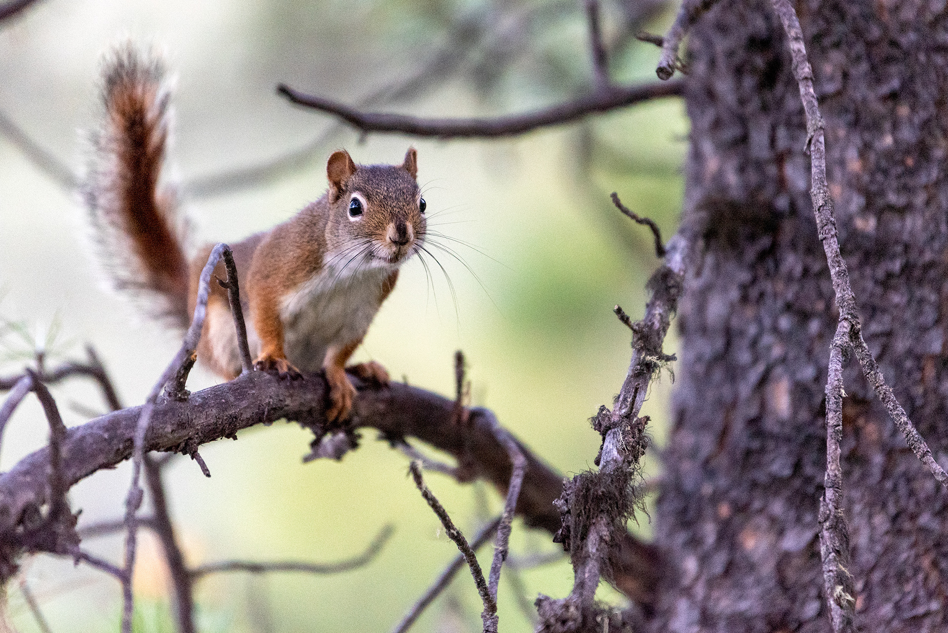 Squirrel