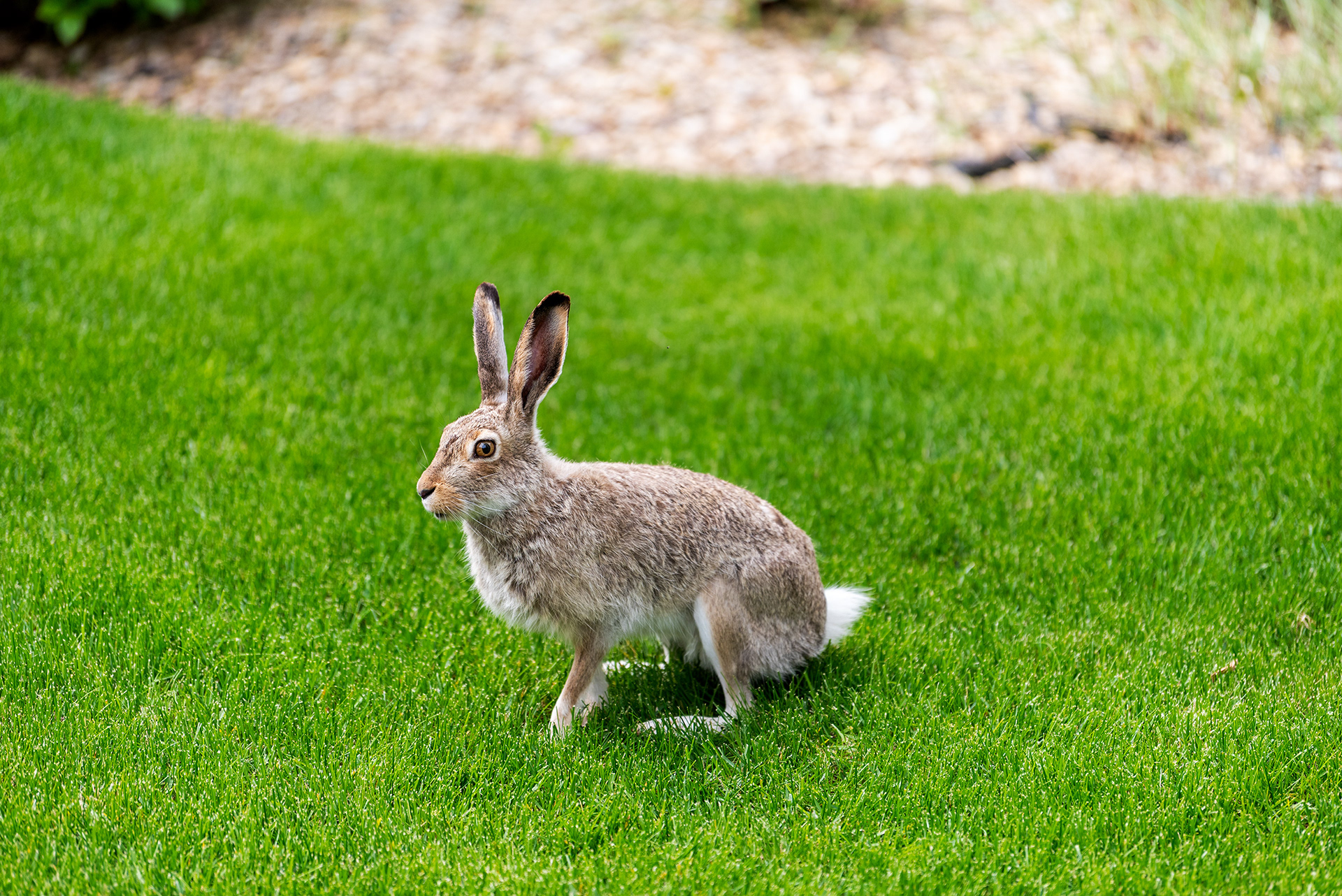 wild hare, Bridlewood, Calgary, Alberta