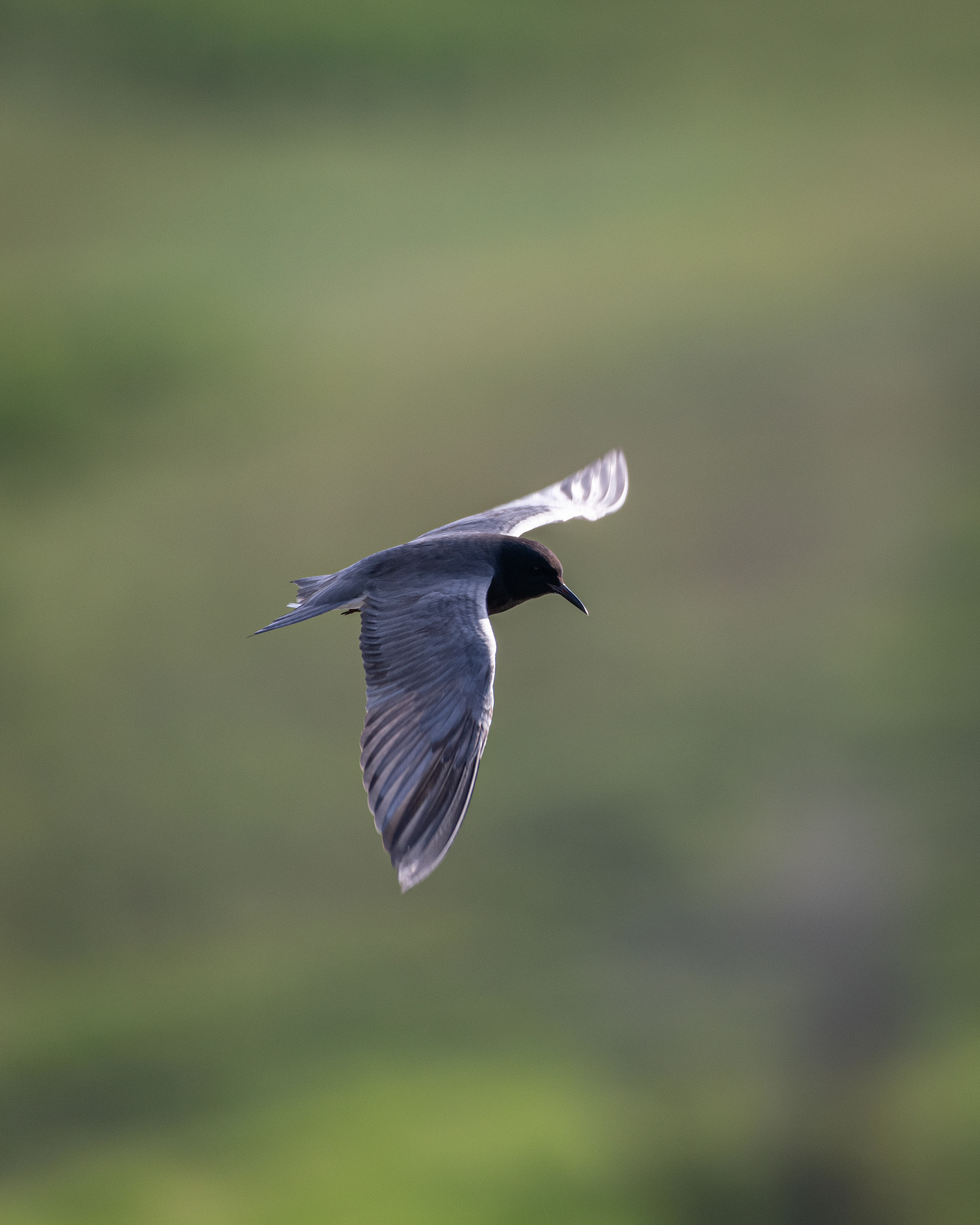 Black Tern (in flight), Marshall Springs ponds, Fish Creek Provincial Park, Calgary, AB