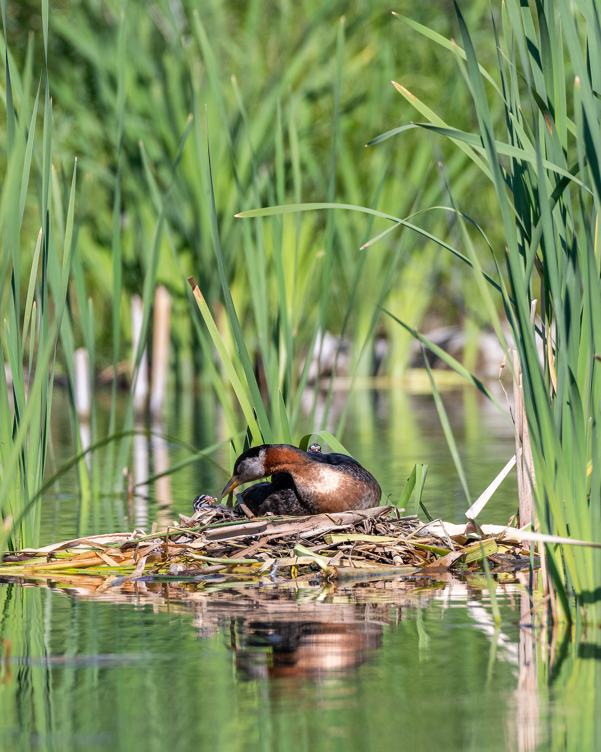 Red-necked Grebe (male) on his nest with two chicks, Marshall Springs - Fish Creek Prov. Park, Calgary, AB