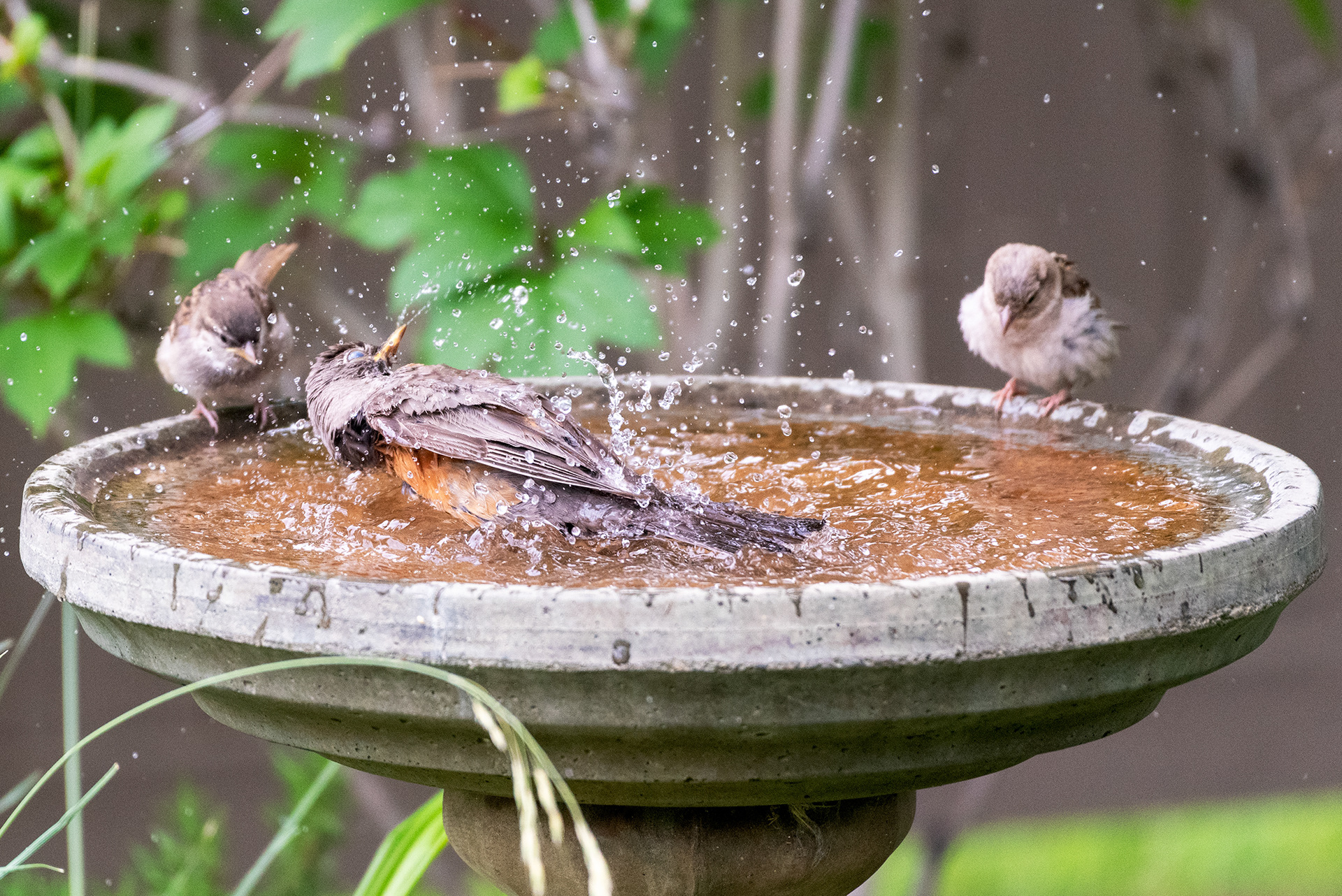 A young American Robin showing a couple of young House Sparrows how to make a splash