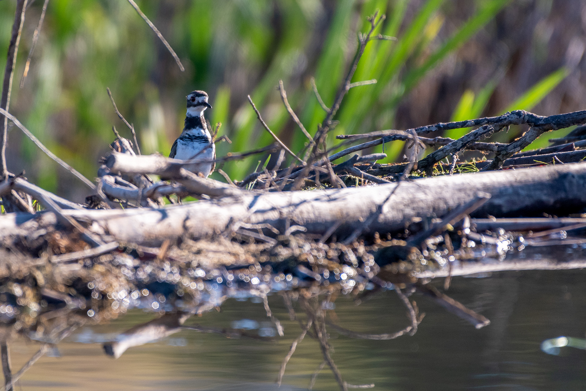 Killdeer, at the Marshall Springs ponds in Fish Creek Provincial Park
