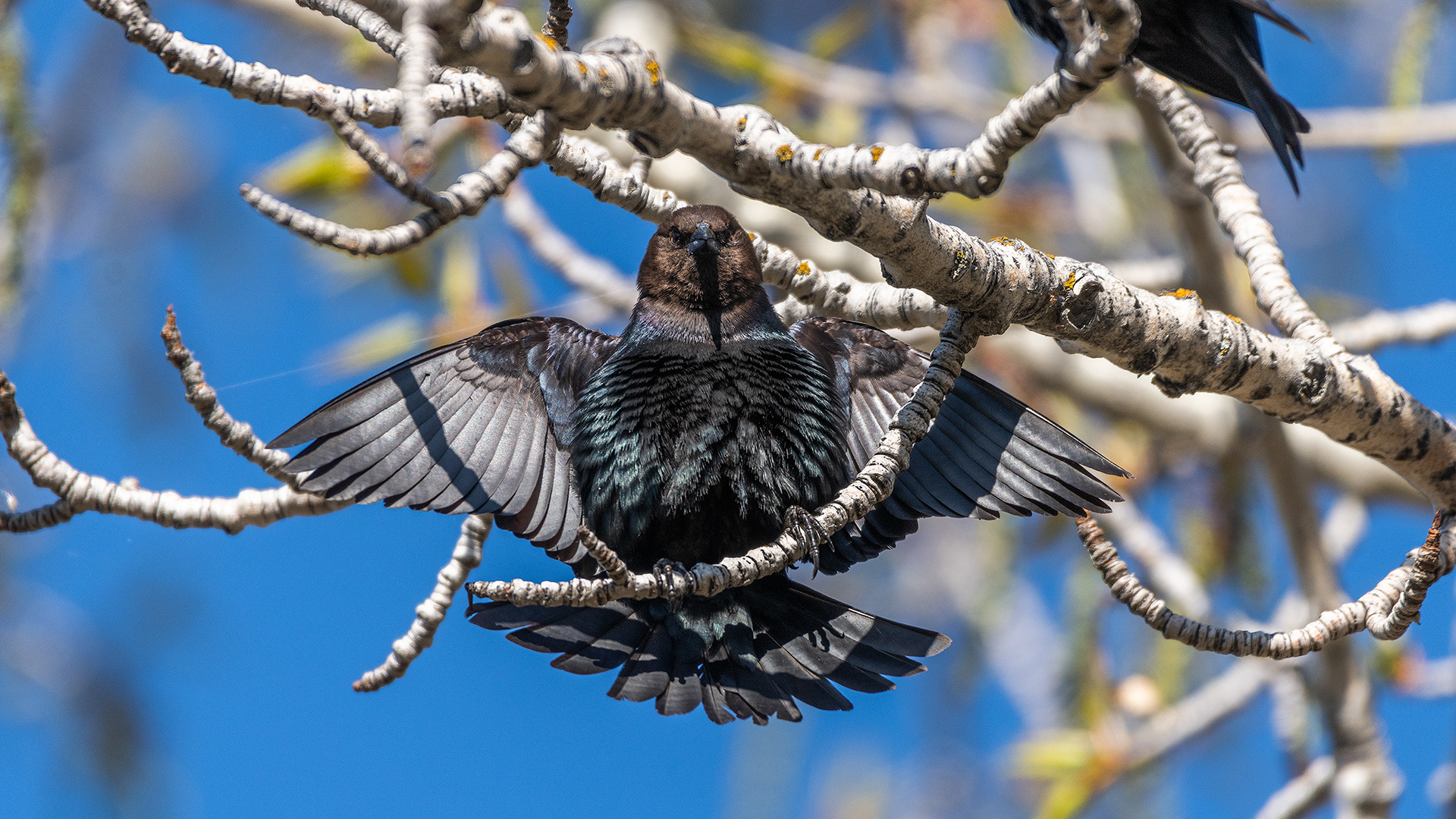 Brown-headed Cowbird (male) at Boat Launch Day Use Area, Fish Creek Provincial Park, Calgary, Alberta