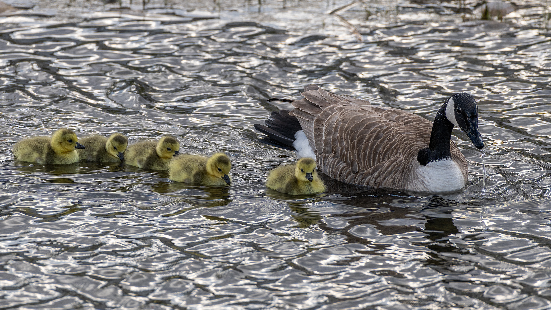 Canada Goose (female) with goslings at Bridlewood Wetlands Park, Calgary, Alberta