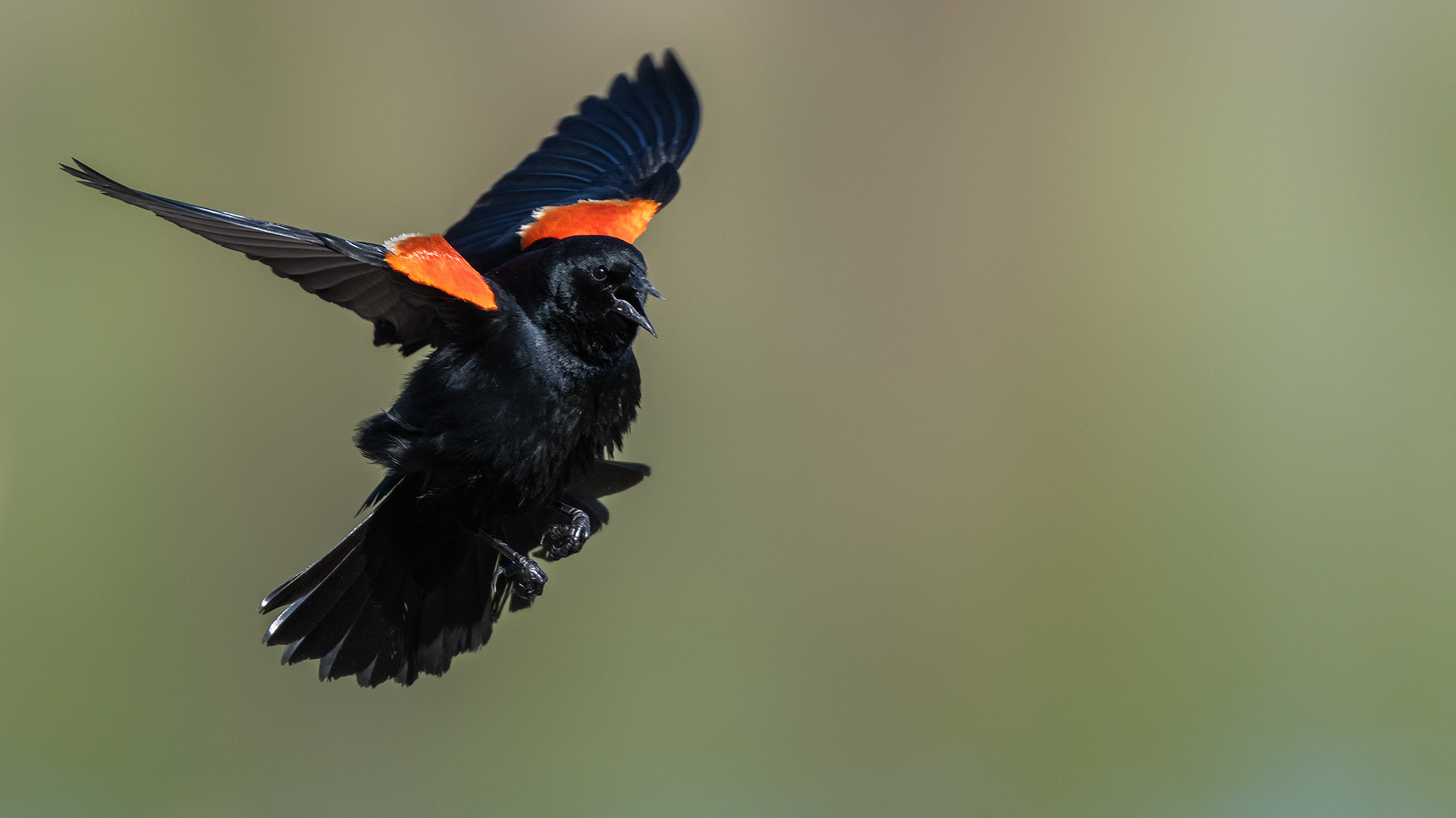 Red-winged Blackbird (male, in flight) at the Marshall Springs ponds in Fish Creek Provincial Park, Calgary, Alberta