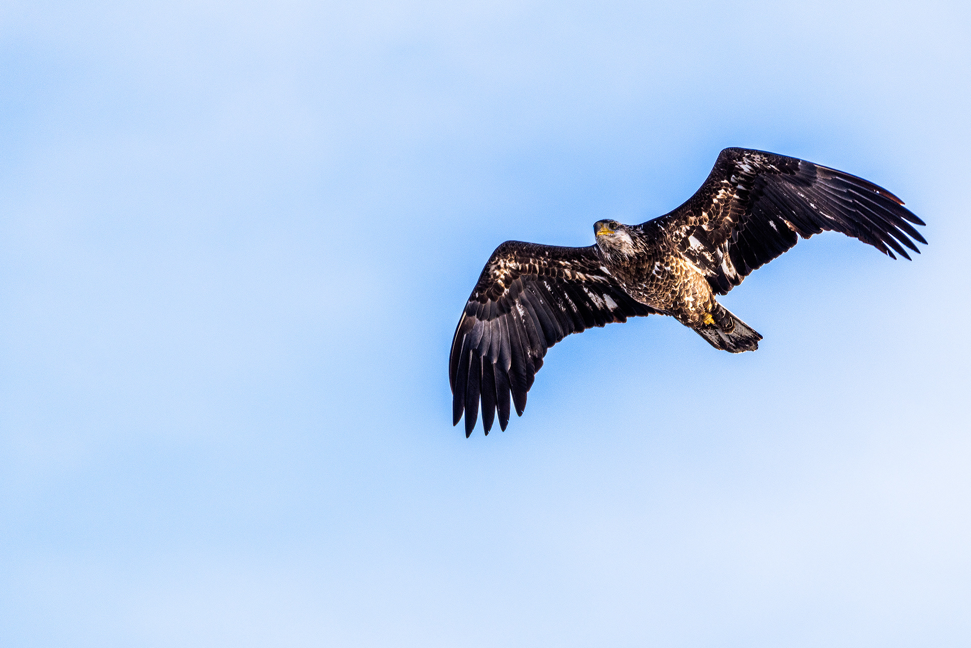 Bald Eagle (immature) in flight over the Bow River, near Carburn Park