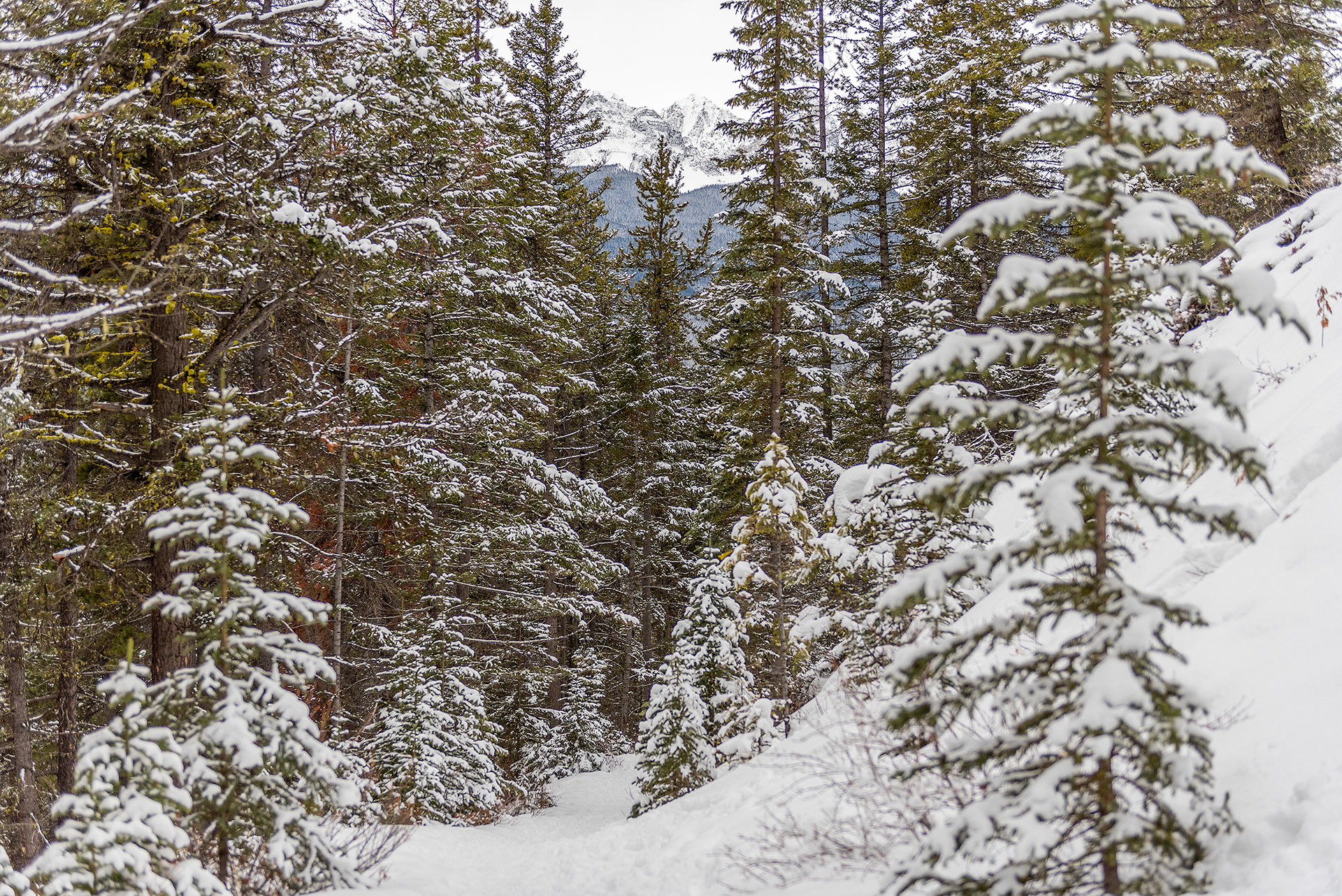A view of part of the Castle Lookout hiking trail in Banff National Park, AB