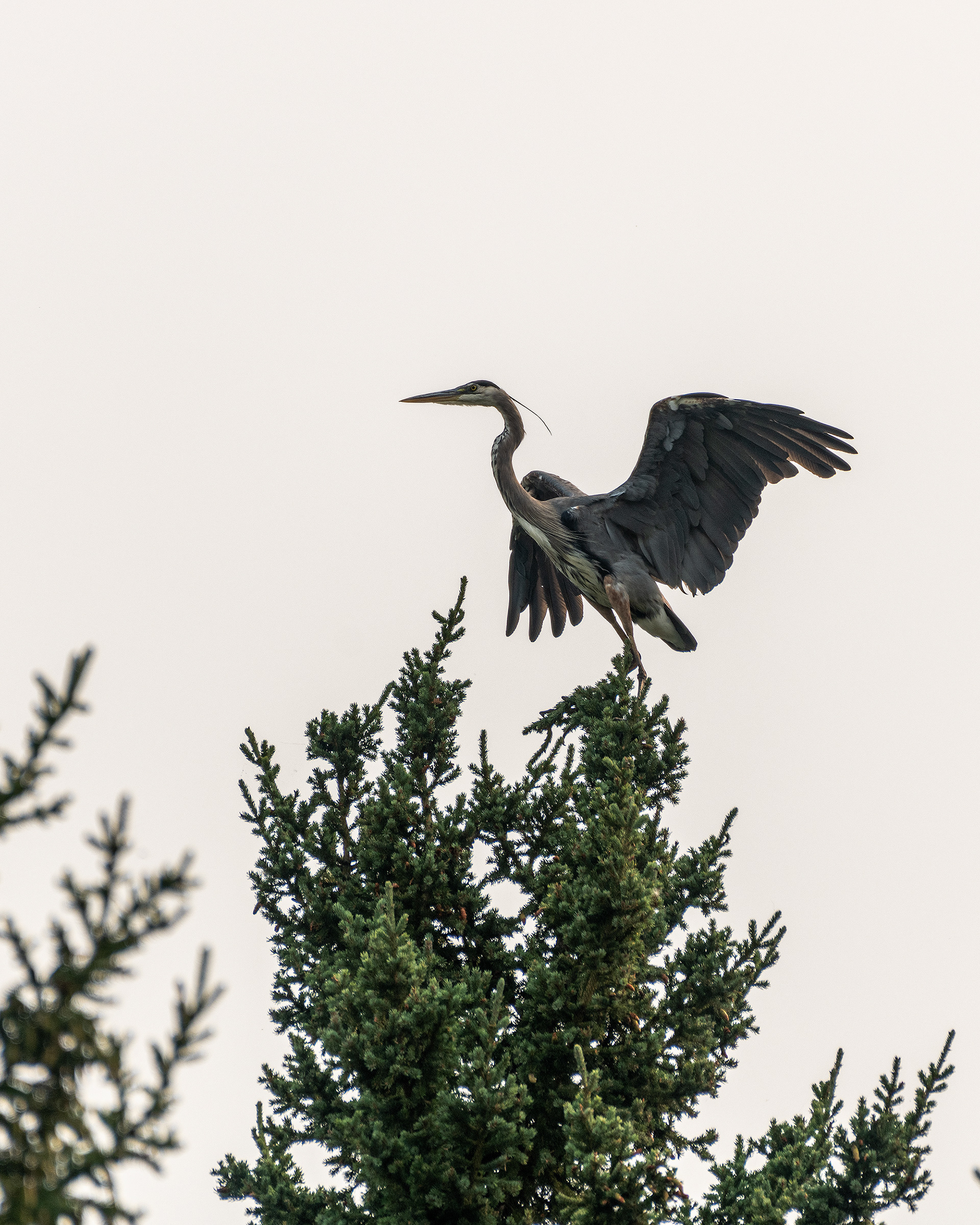Great Blue Heron, Marshall Springs - Fish Creek Prov. Park, Calgary, AB