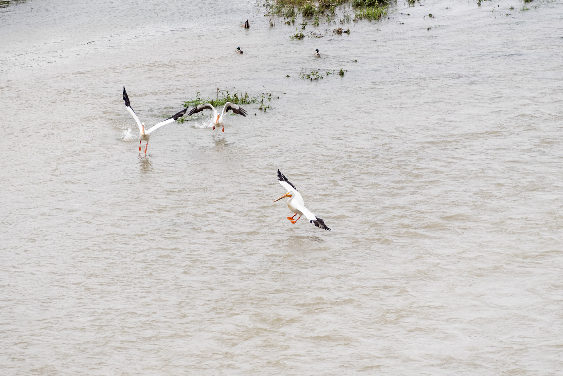 American White Pelicans, Patterson Homestead Memorial Park, Bow River, Calgary, Alberta