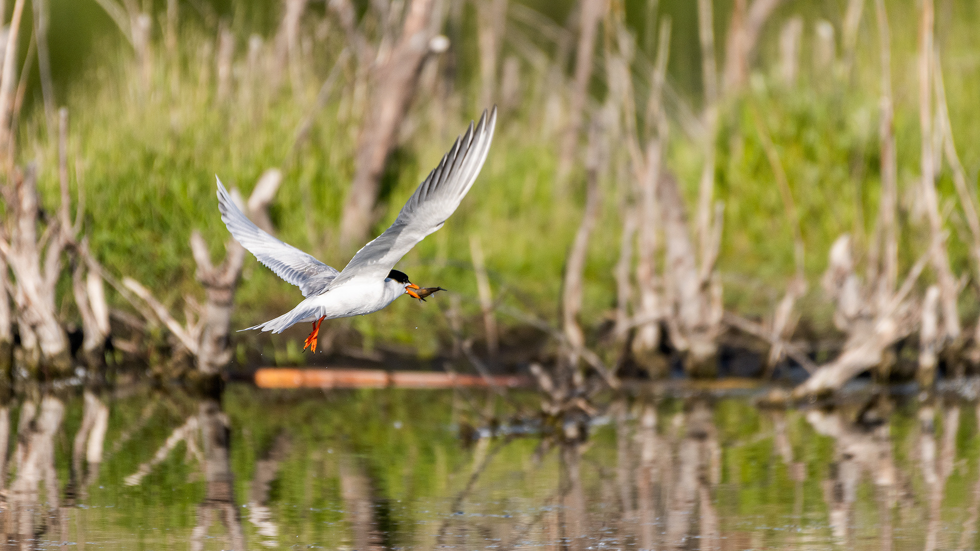 Common Tern (in flight) fishing at the Marshall Springs ponds in Fish Creek Provincial Park, Calgary, AB