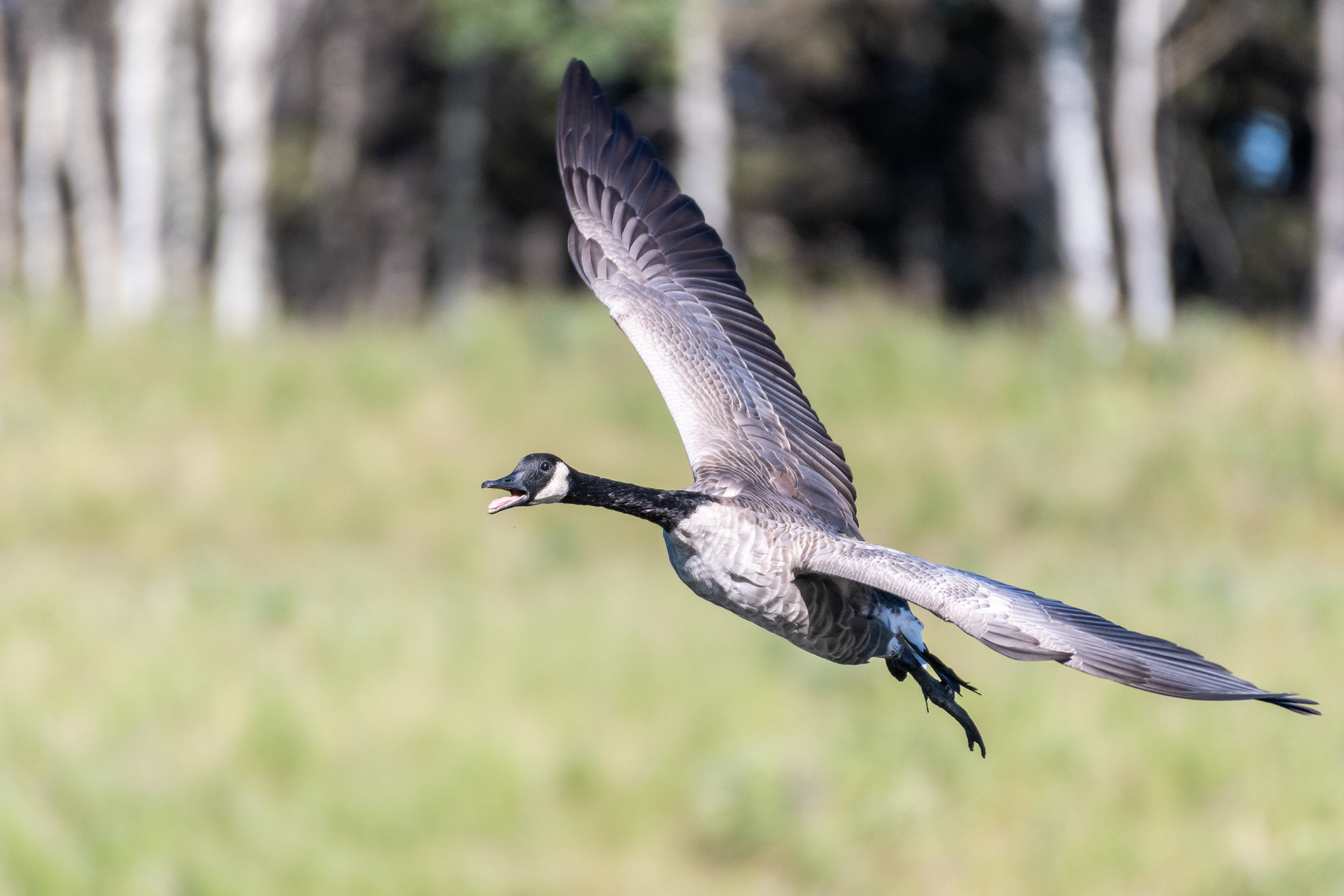 Canada Goose (in flight), Marshall Springs - Fish Creek Prov. Park, Calgary, AB