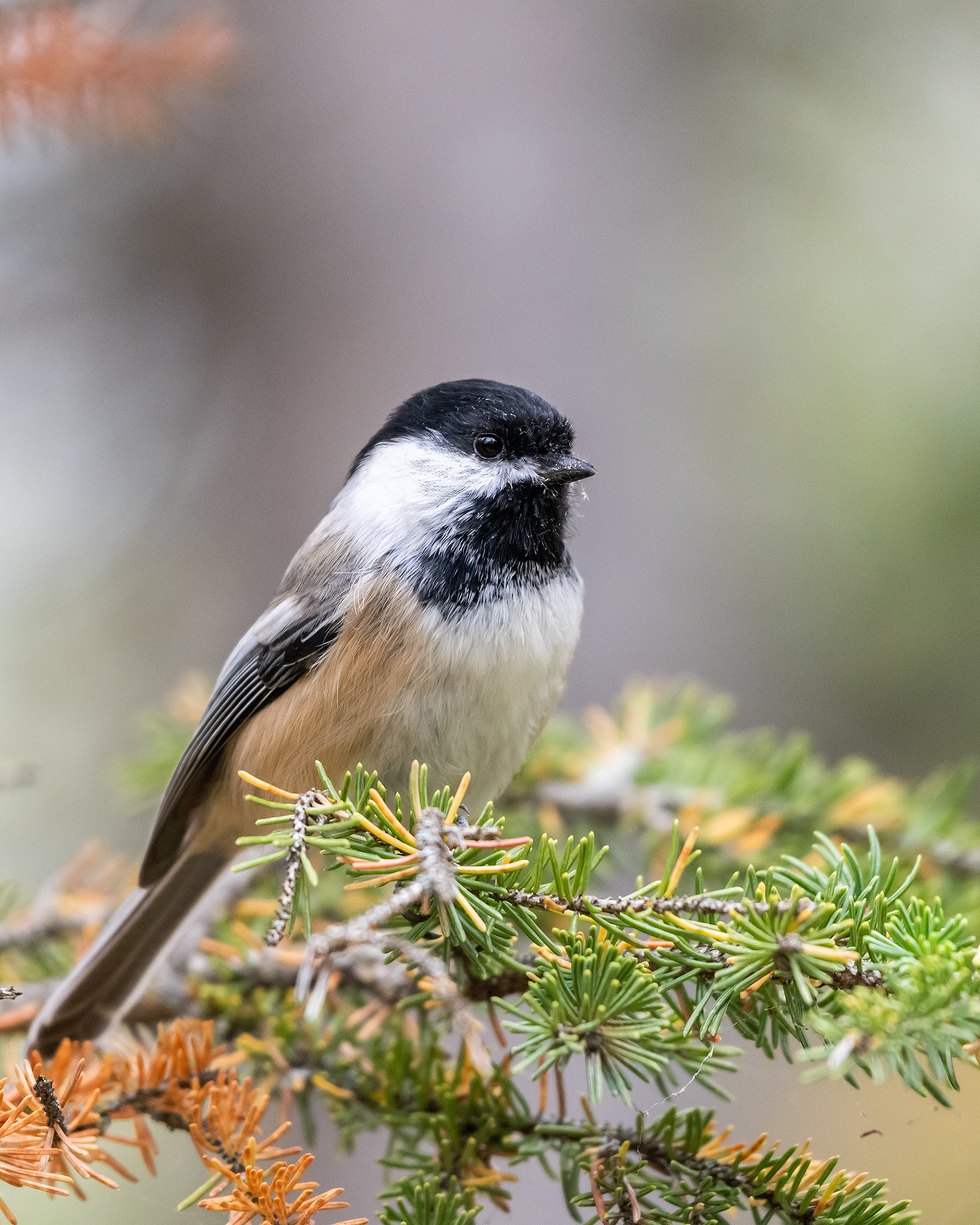 Black-capped Chickadee, Marshall Springs - Fish Creek Prov. Park, Calgary, AB