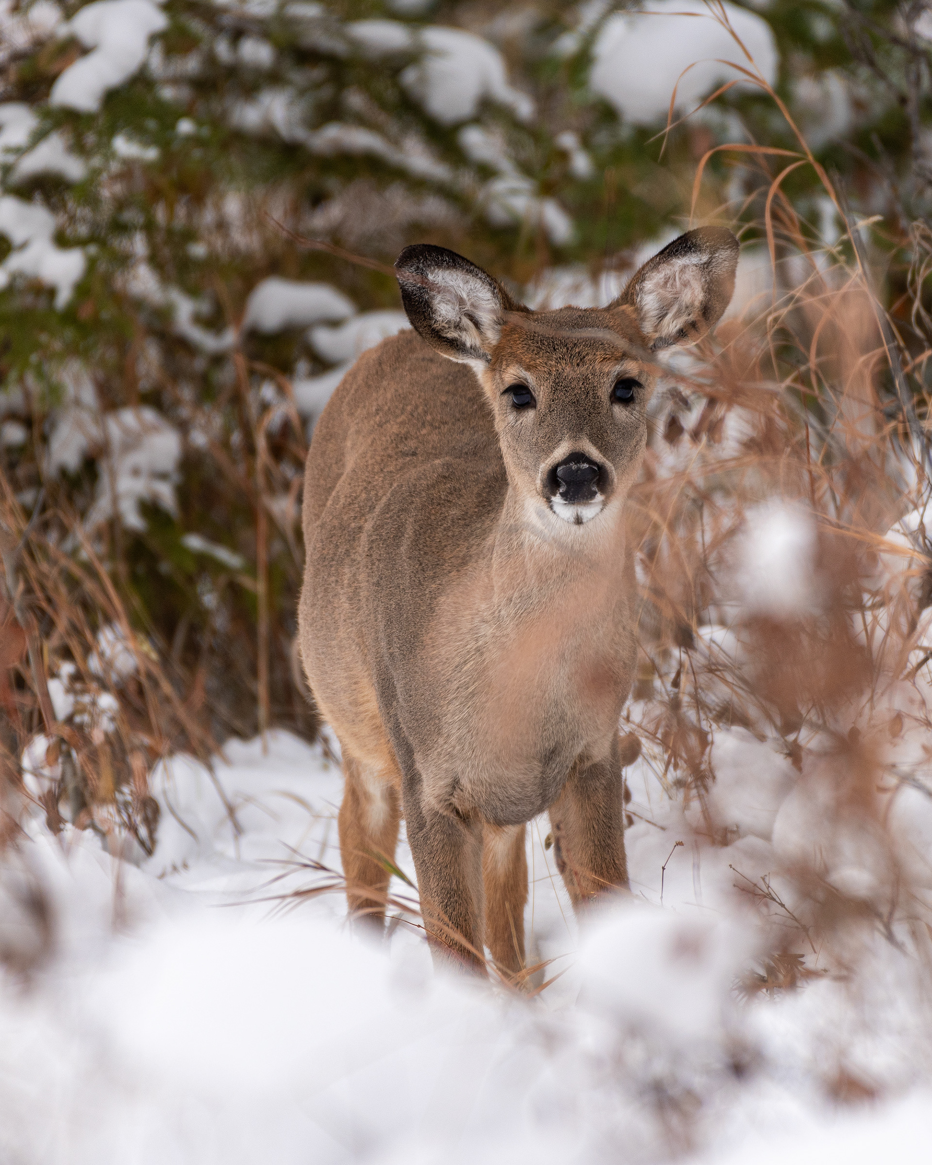 White-tailed Deer near the Marshall Springs ponds in Fish Creek Provincial Park