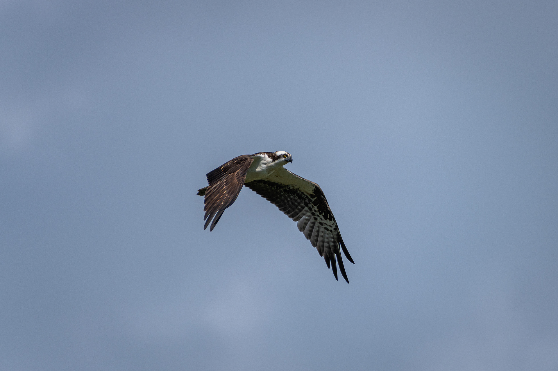 Osprey (in flight), Marshall Springs ponds, Fish Creek Provincial Park, Calgary, AB